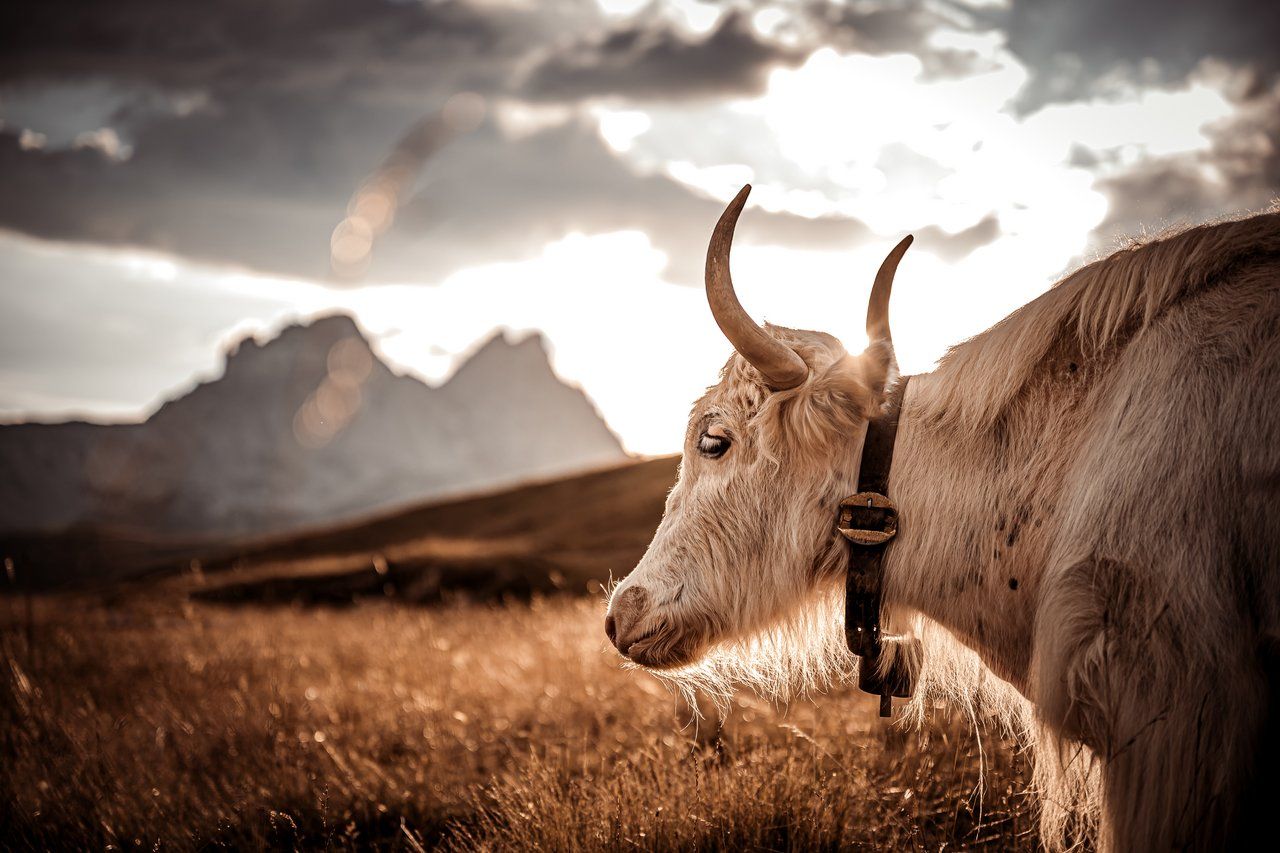 Rind, Hörner, Berge, Gegenlicht, Weide, HD, Hintergrundbild für den PC
