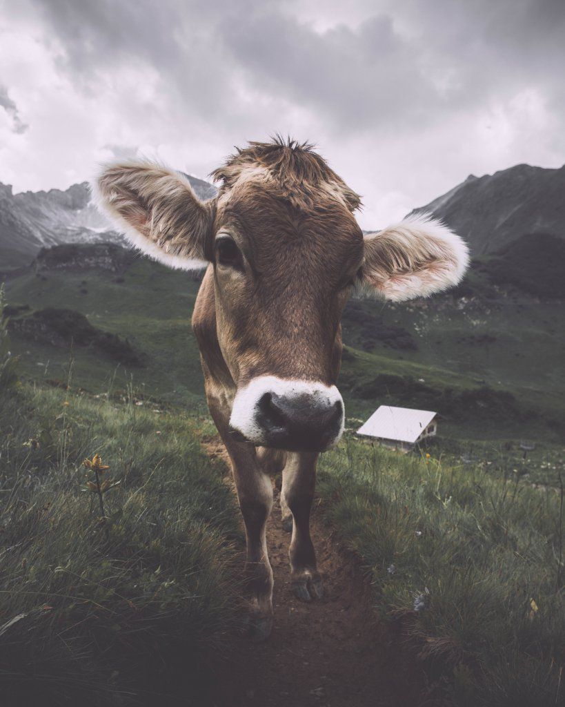 Kuh, Kalb, Berge, Wiese, Neugierig, HD, iPad-Hintergrundbild