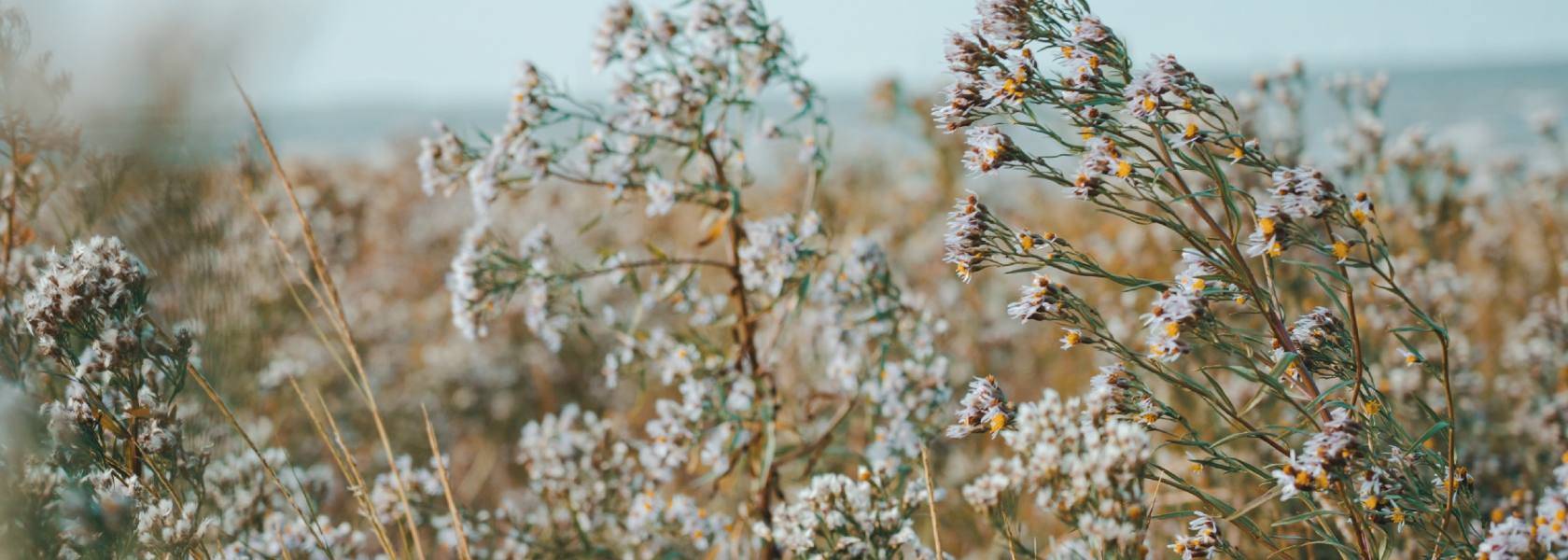 Wildblumen, Feld, Nahaufnahme, Unschärfe, Natur, HD, Desktop-Hintergrund für Windows