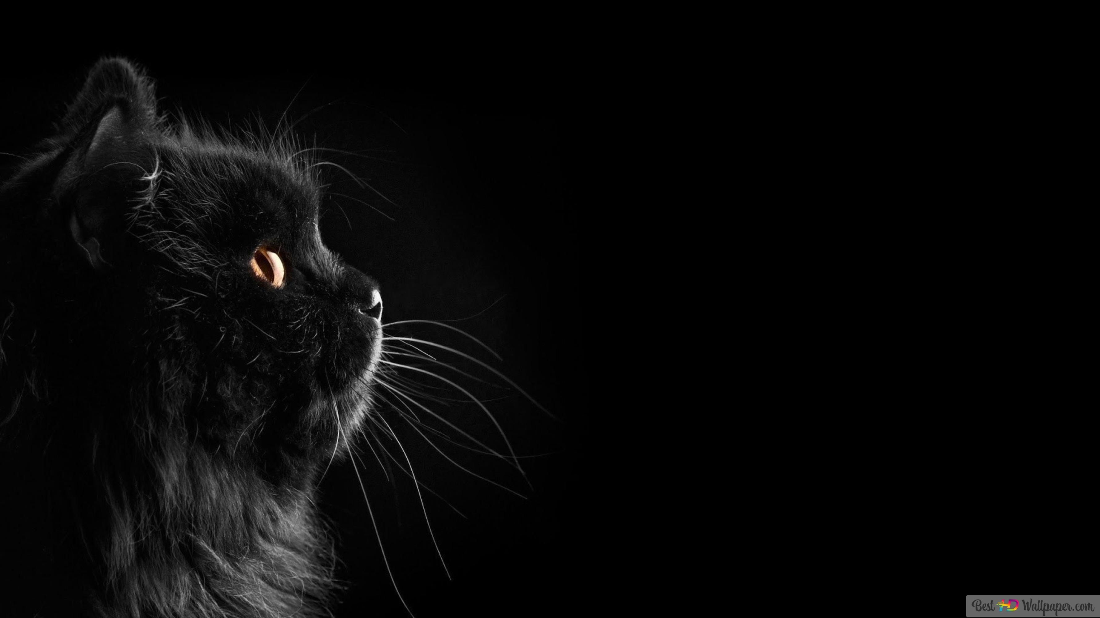 Schwarze Katze, Profil, Orange Augen, Langhaarkatze, 16:9, 2K-Hintergrundbild für den Desktop