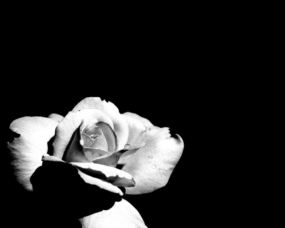 Rose, Weiße Blüte, Monochrom, Kontrast, Hintergrund