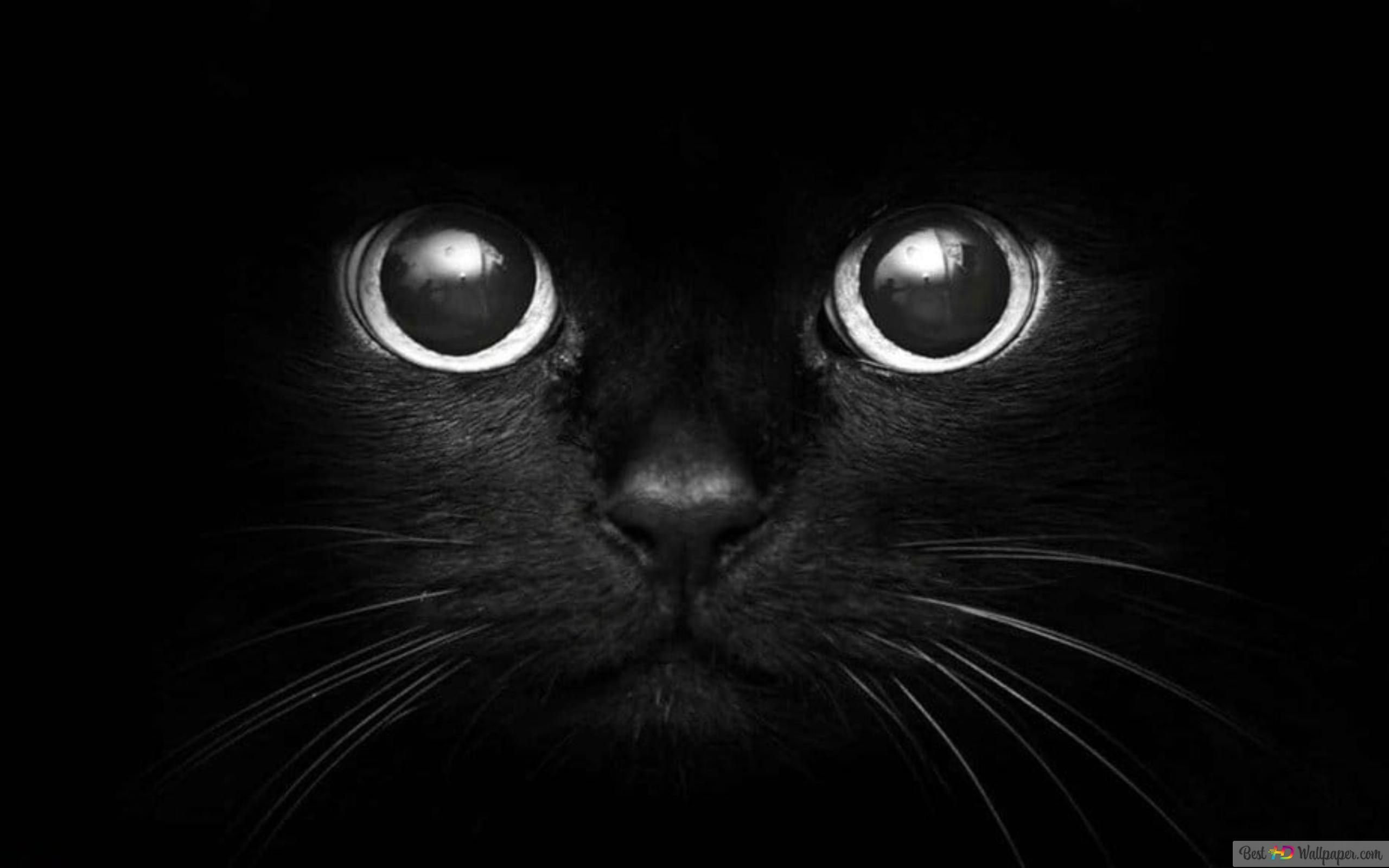 Schwarze Katze, Katzenaugen, Nahaufnahme, Dunkel, 16:10, 2K-Hintergrundbild für den Desktop