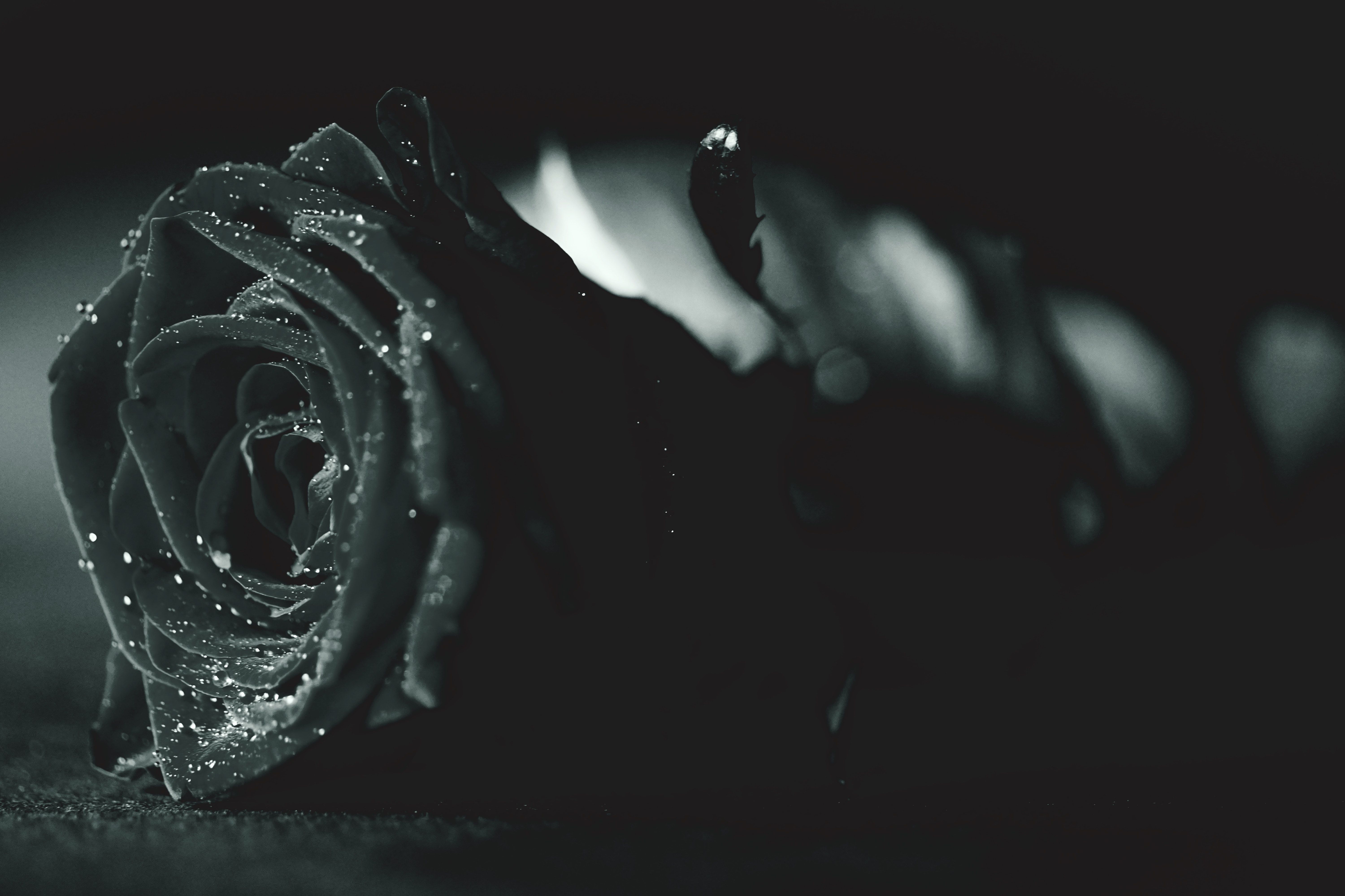 Schwarze Rose, Wassertropfen, Dunkel, Blume, 6K, Hintergrundbild für den PC