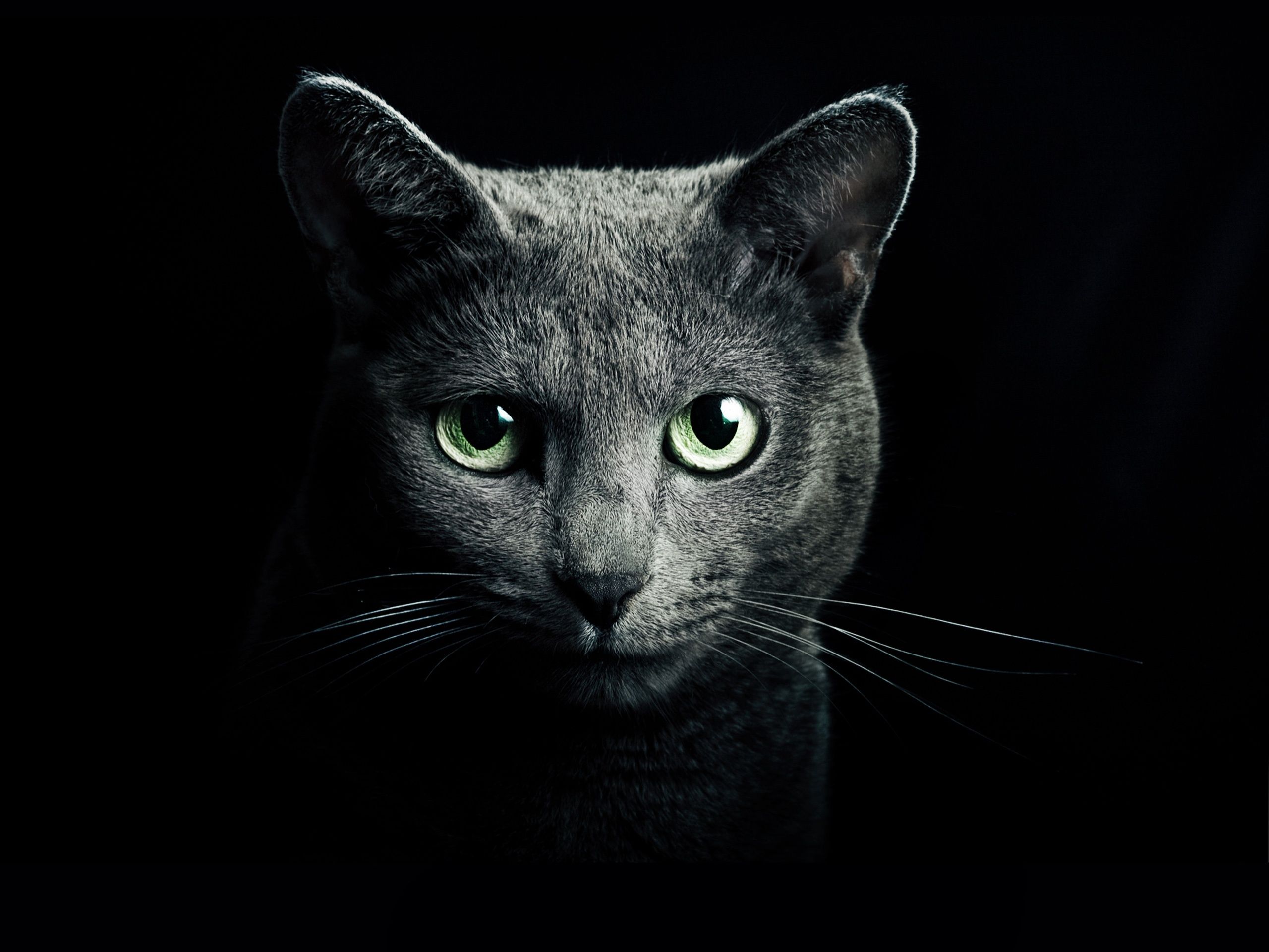 Russisch Blau, Katze, Grüne Augen, Porträt, Dunkel, 2K, iPad-Hintergrundbild