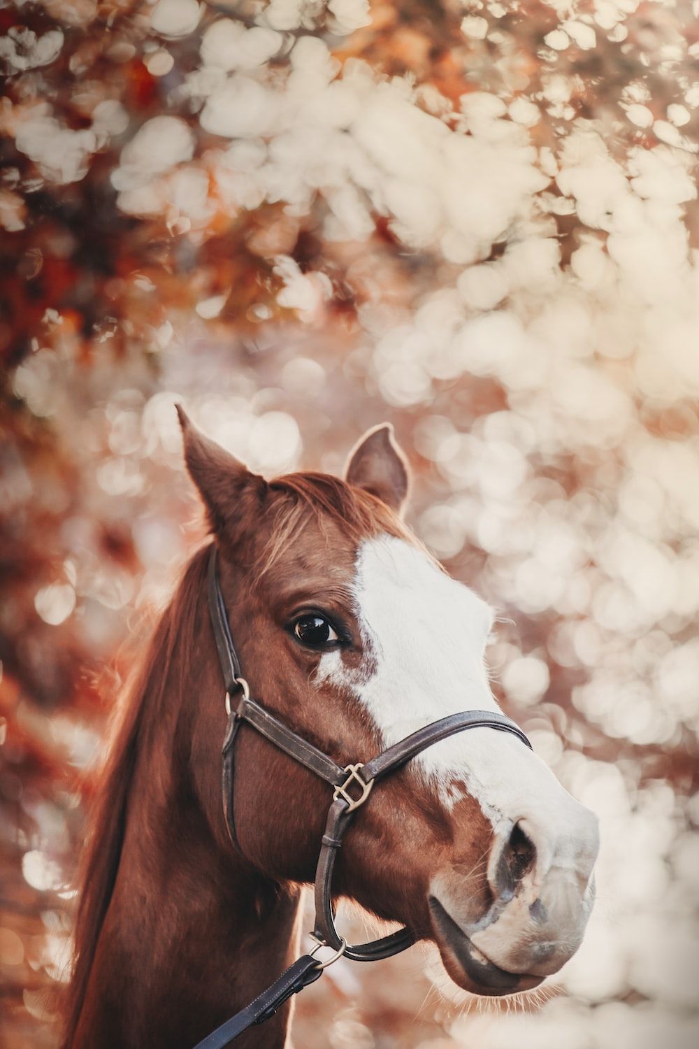 Fuchs, Halfter, Porträt, Herbstlaub, Bokeh, HD, Handy-Hintergrund im Hochformat