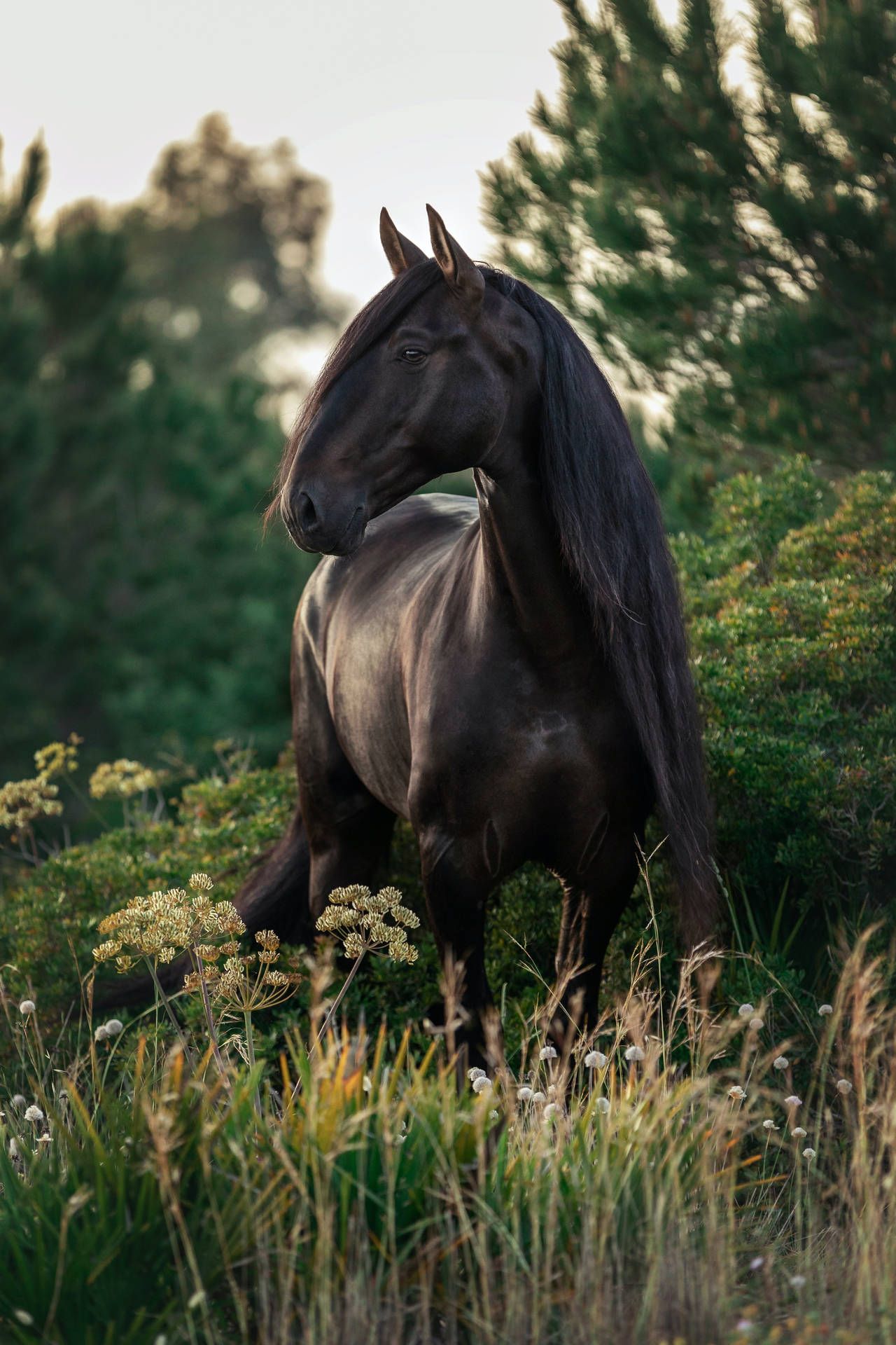 Rappe, Wiese, Hohes Gras, Bäume, Grün, Full HD, Hintergrundbild fürs Handy