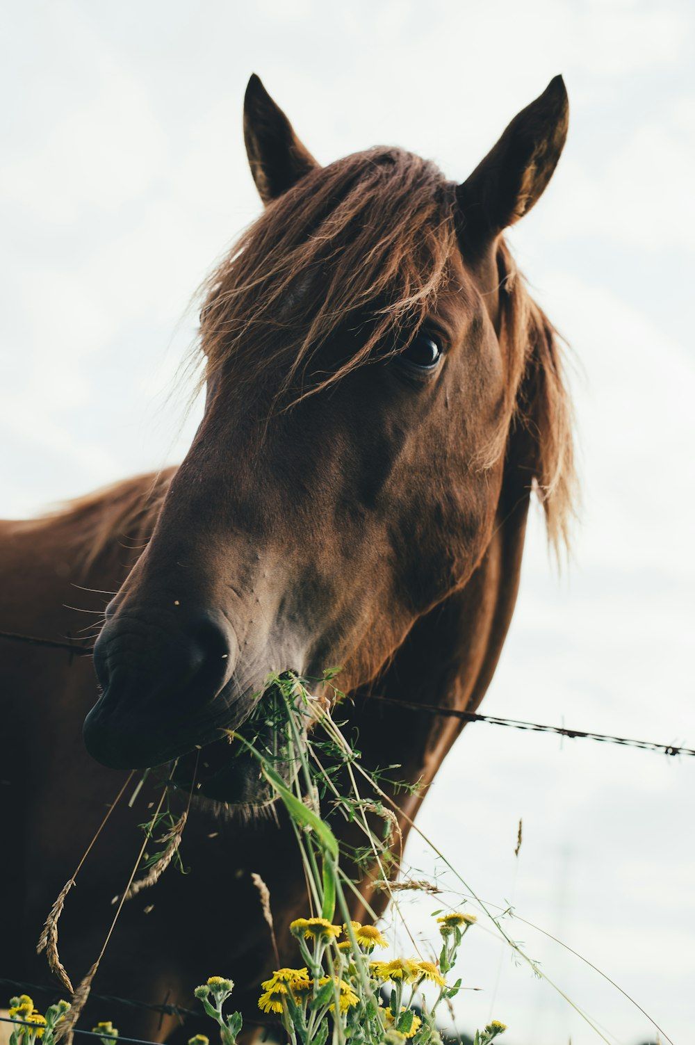 Pony, Mähne, Gras, Fressen, Porträt, HD, Hintergrundbild fürs Handy