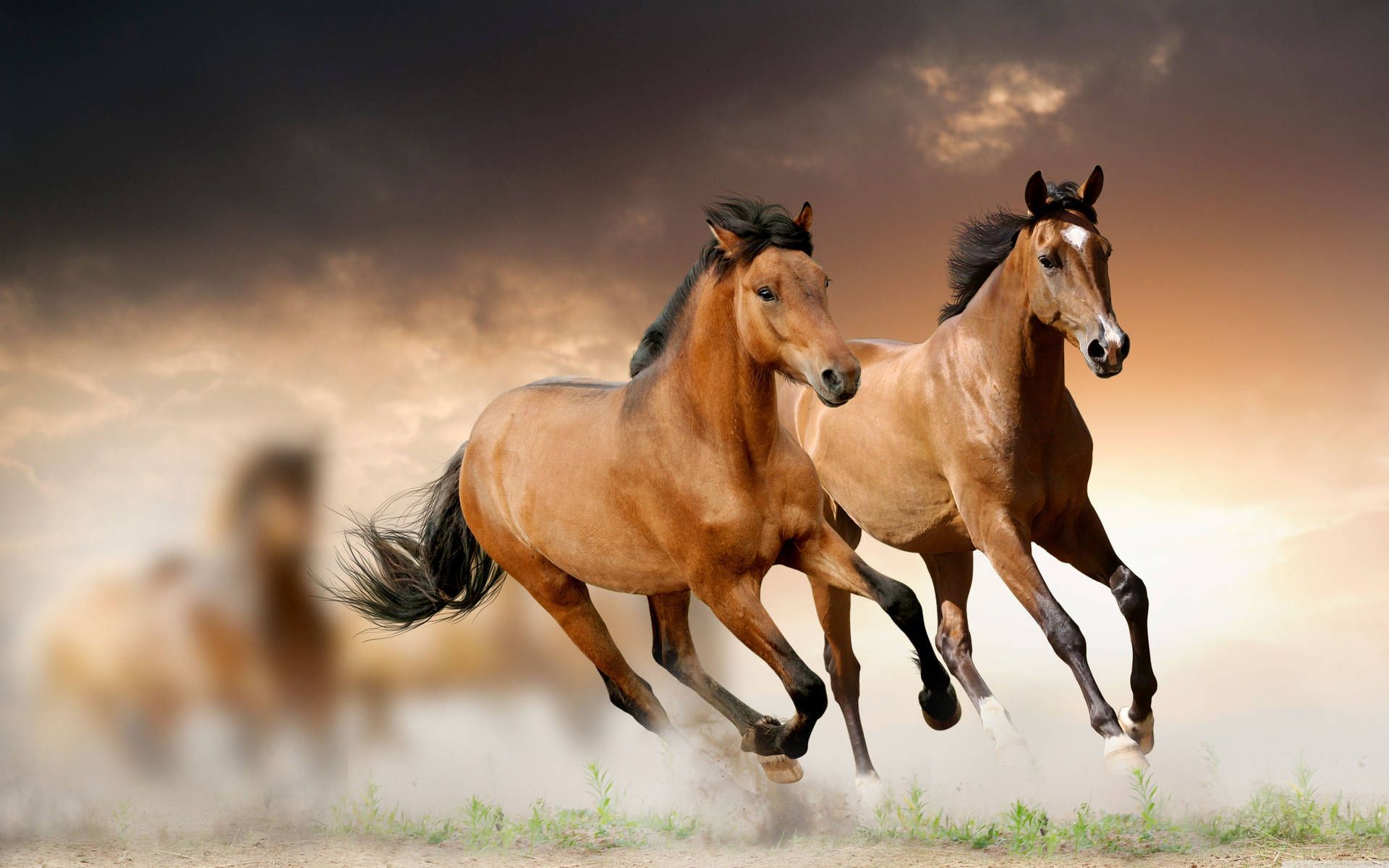 Galoppierende Pferde, Brauner, Staub, Bewegung, Sonnenuntergang, Full HD, PC-Hintergrundbild