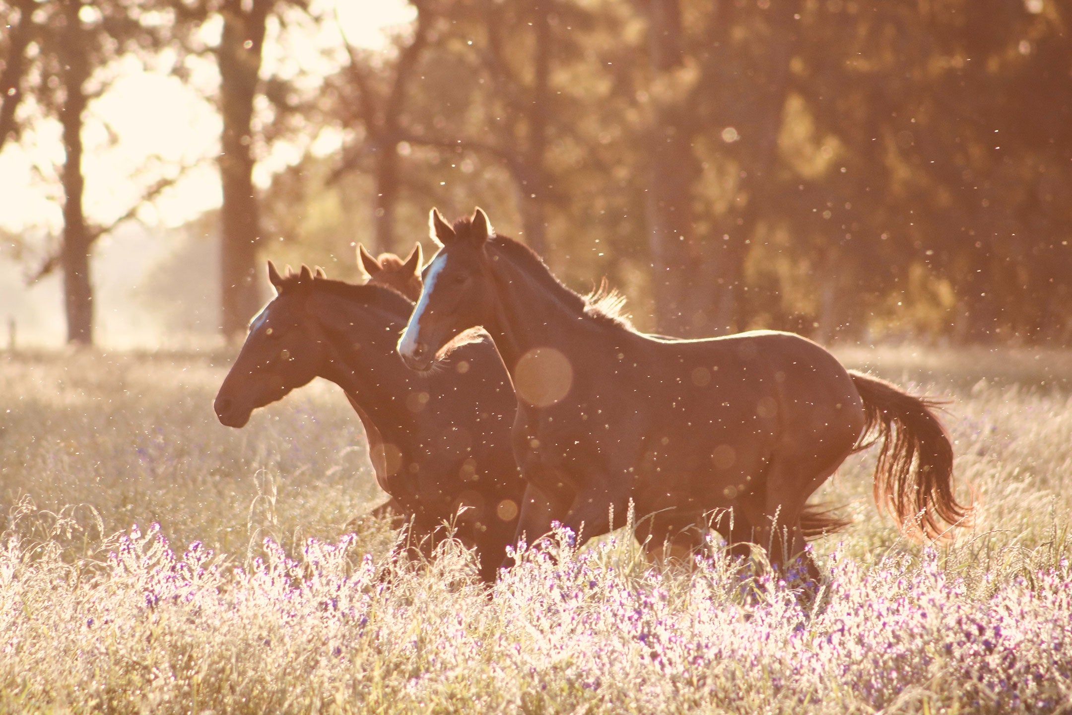 Zwei Pferde, Galopp, Wiese, Sonnenlicht, Gegenlicht, Full HD, Desktop-Hintergrund für Windows