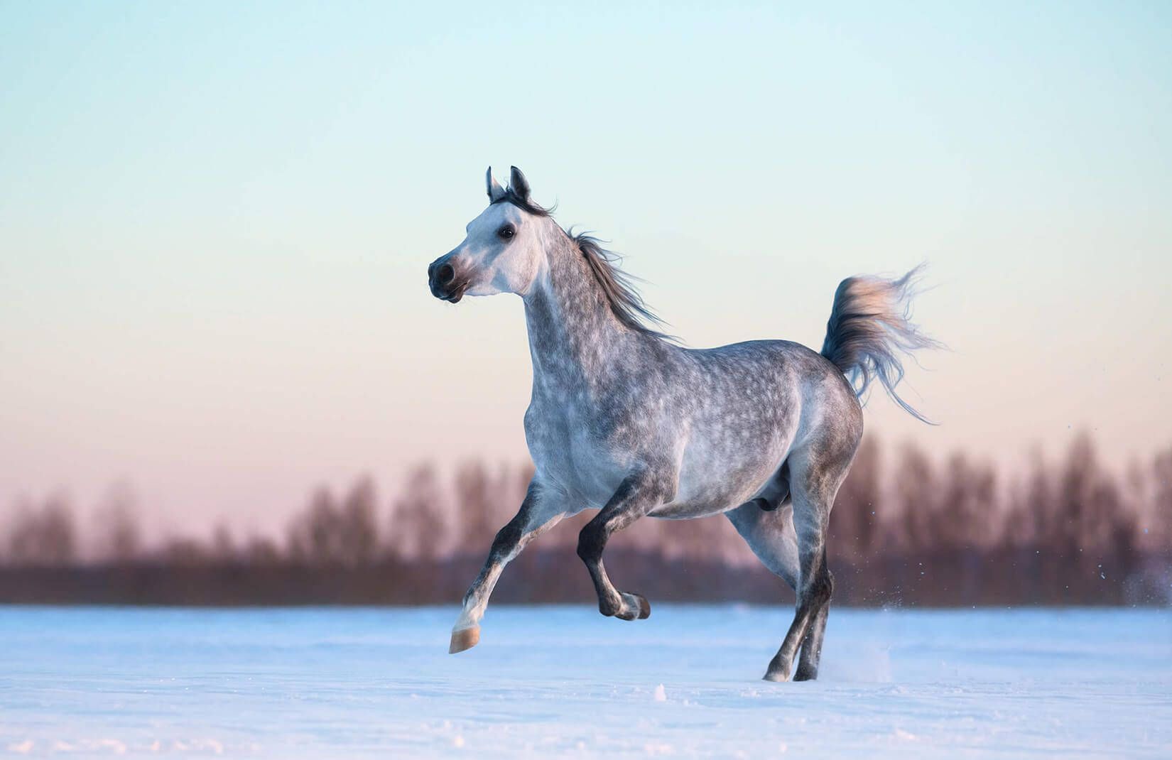 Araber, Apfelschimmel, Trab, Schnee, Winter, HD, Desktop-Hintergrund für Windows