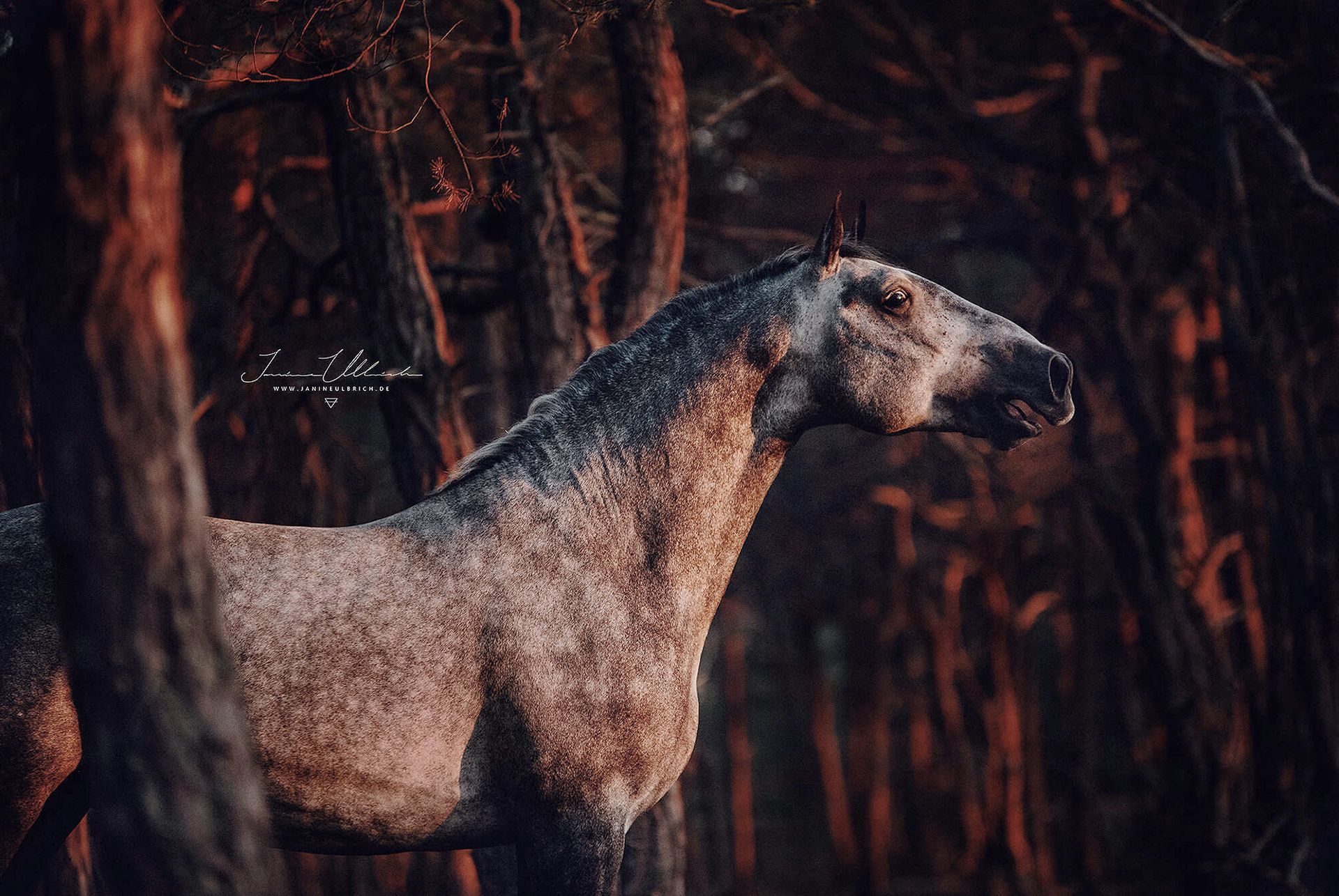 Apfelschimmel, Wald, Dunkel, Porträt, Profil, Full HD, Desktop-Hintergrund für Windows