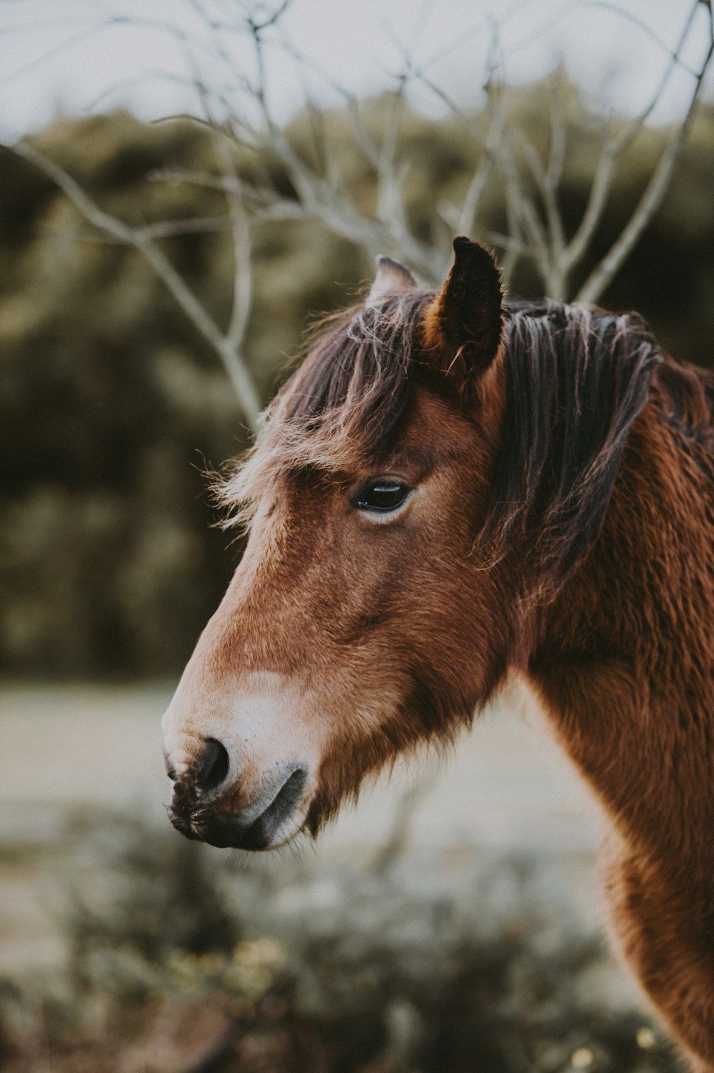 Pony, Mähne, Porträt, Zweige, Natur, Hintergrundbild für iPhone und Android