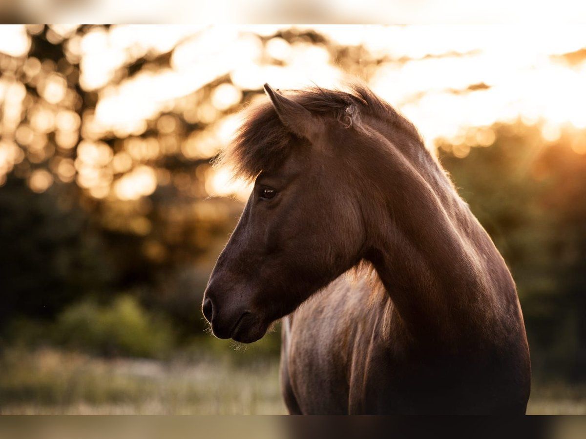 Pferd, Gegenlicht, Sonnenuntergang, Bokeh, Silhouette, Hintergrundbild für iPad und Tablet