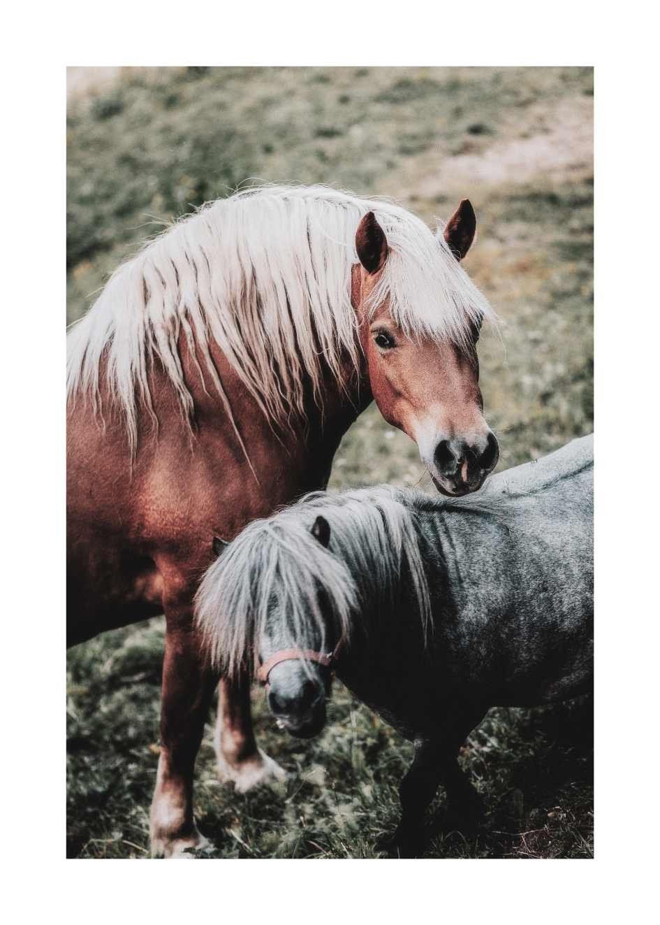 Haflinger, Pony, Blonde Mähne, Wiese, Zwei Pferde, HD, iPad-Hintergrundbild