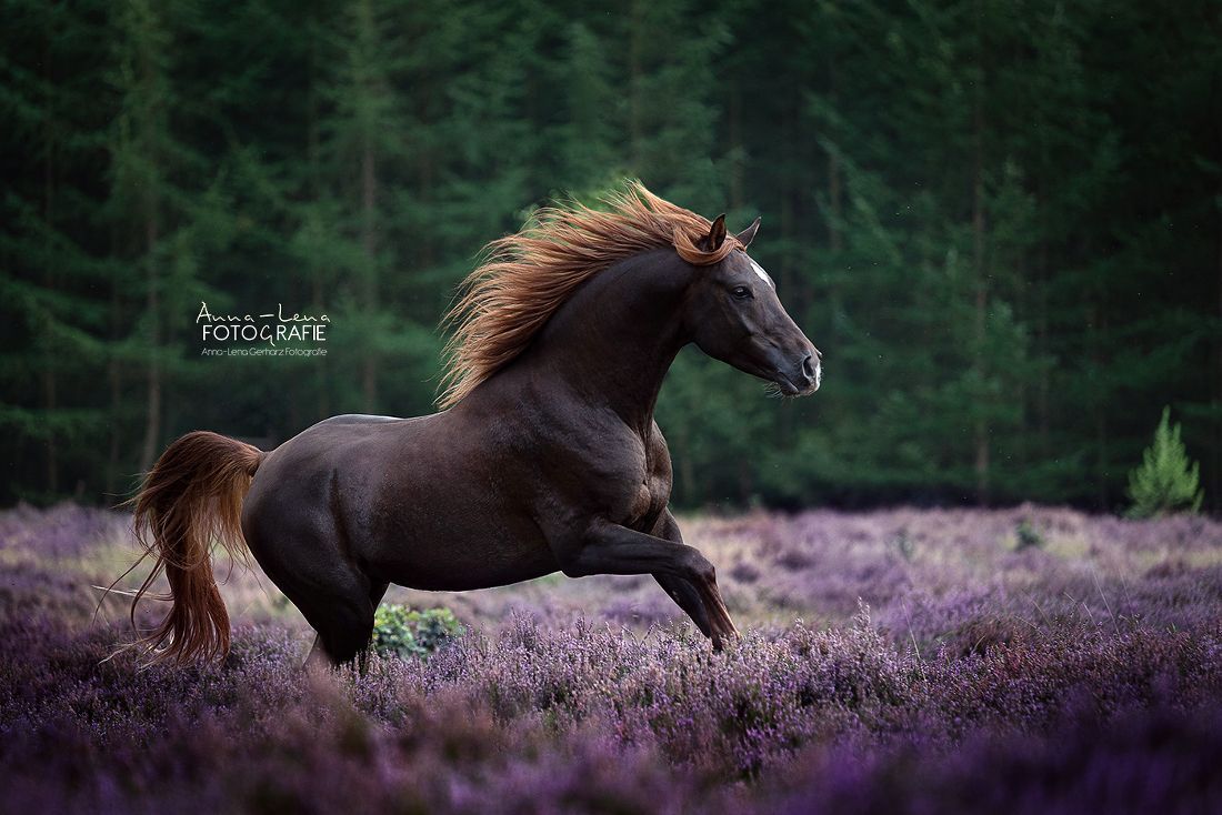 Brauner, Galopp, Heide, Lila Blüten, Wald, Hintergrundbild