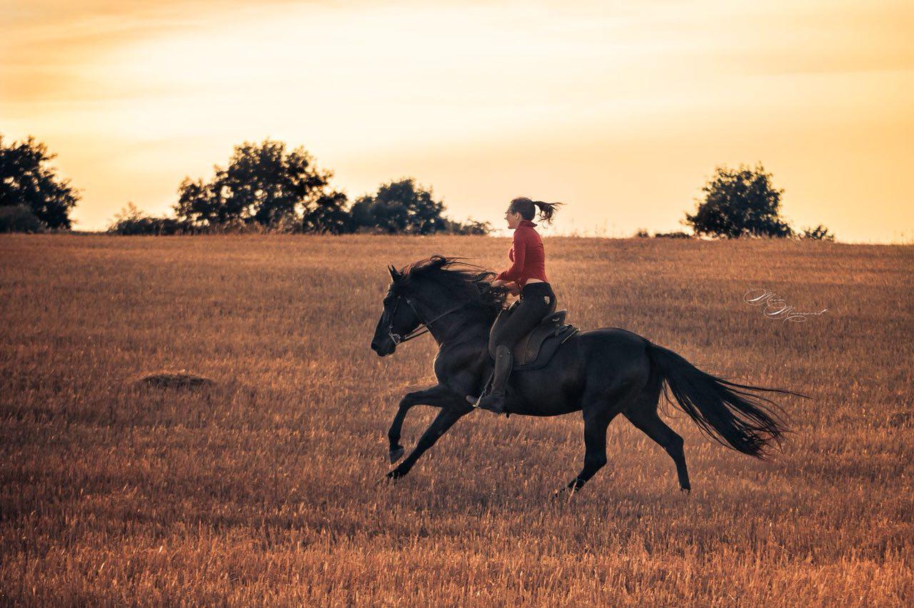 Reiterin, Rappe, Galopp, Feld, Sonnenuntergang, HD, Hintergrund für den Desktop