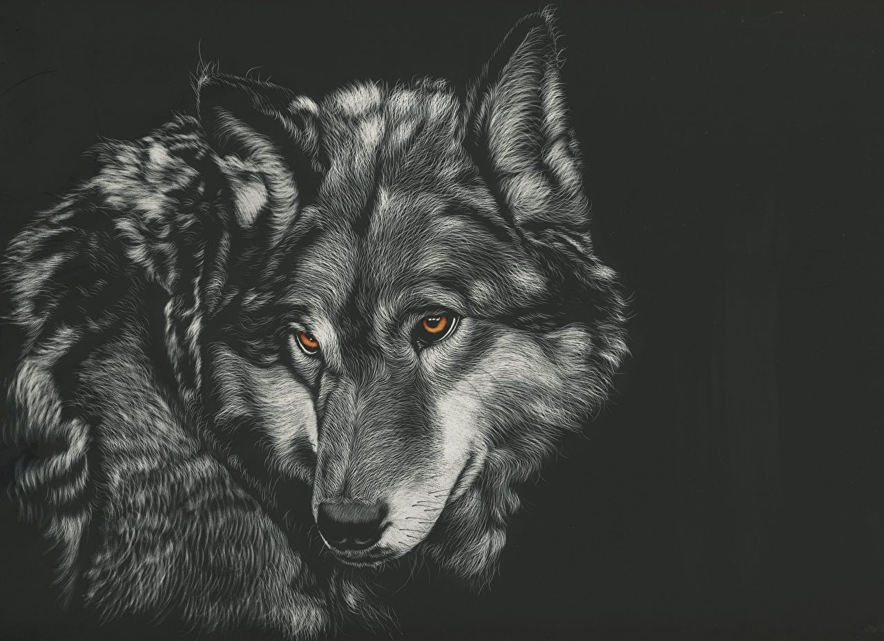 Wolf, Zeichnung, Monochrom, Wildtier, Bernsteinaugen, HD, Hintergrundbild für den PC