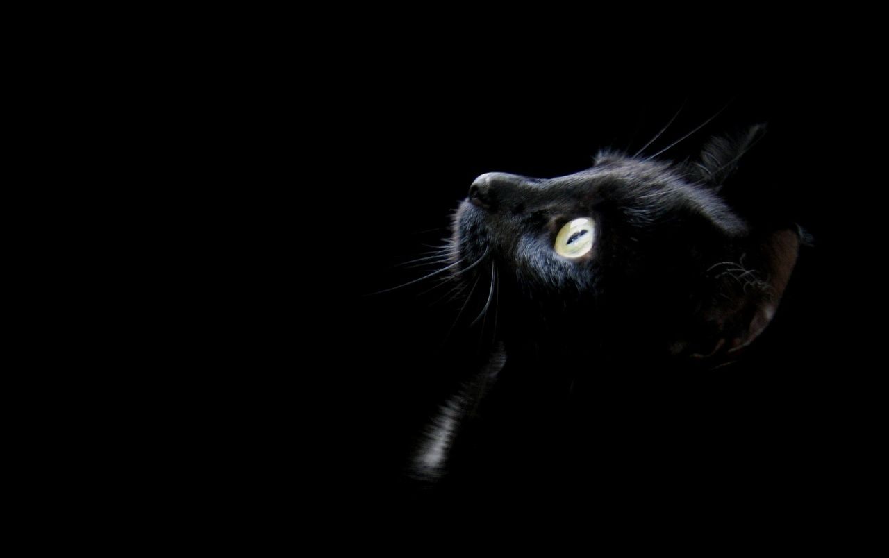 Schwarze Katze, Profil, Leuchtendes Auge, Dunkel, 16:10, HD-Hintergrundbild für den Desktop