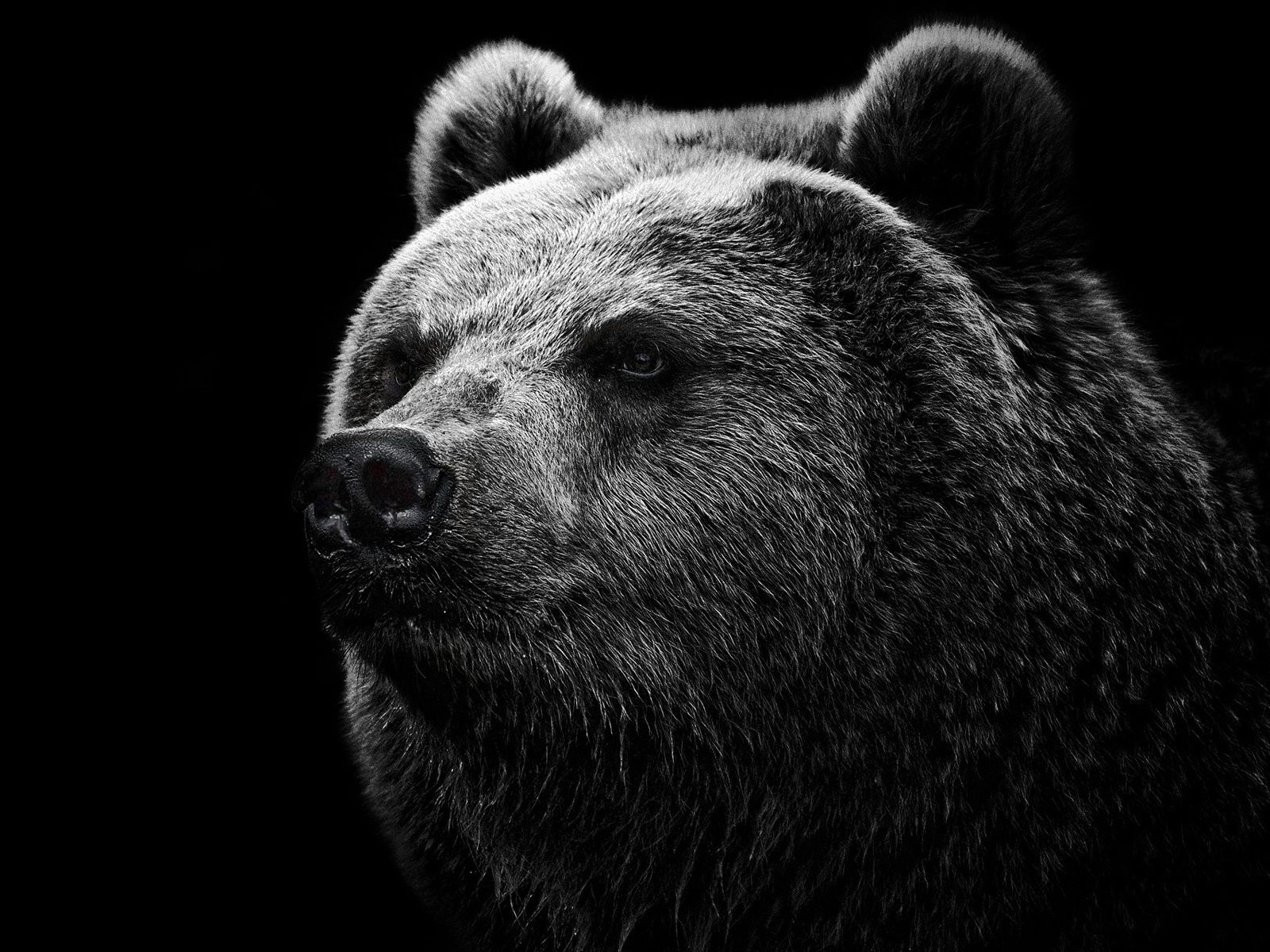 Braunbär, Bär, Porträt, Monochrom, Wildtier, HD, Hintergrundbild fürs Tablet