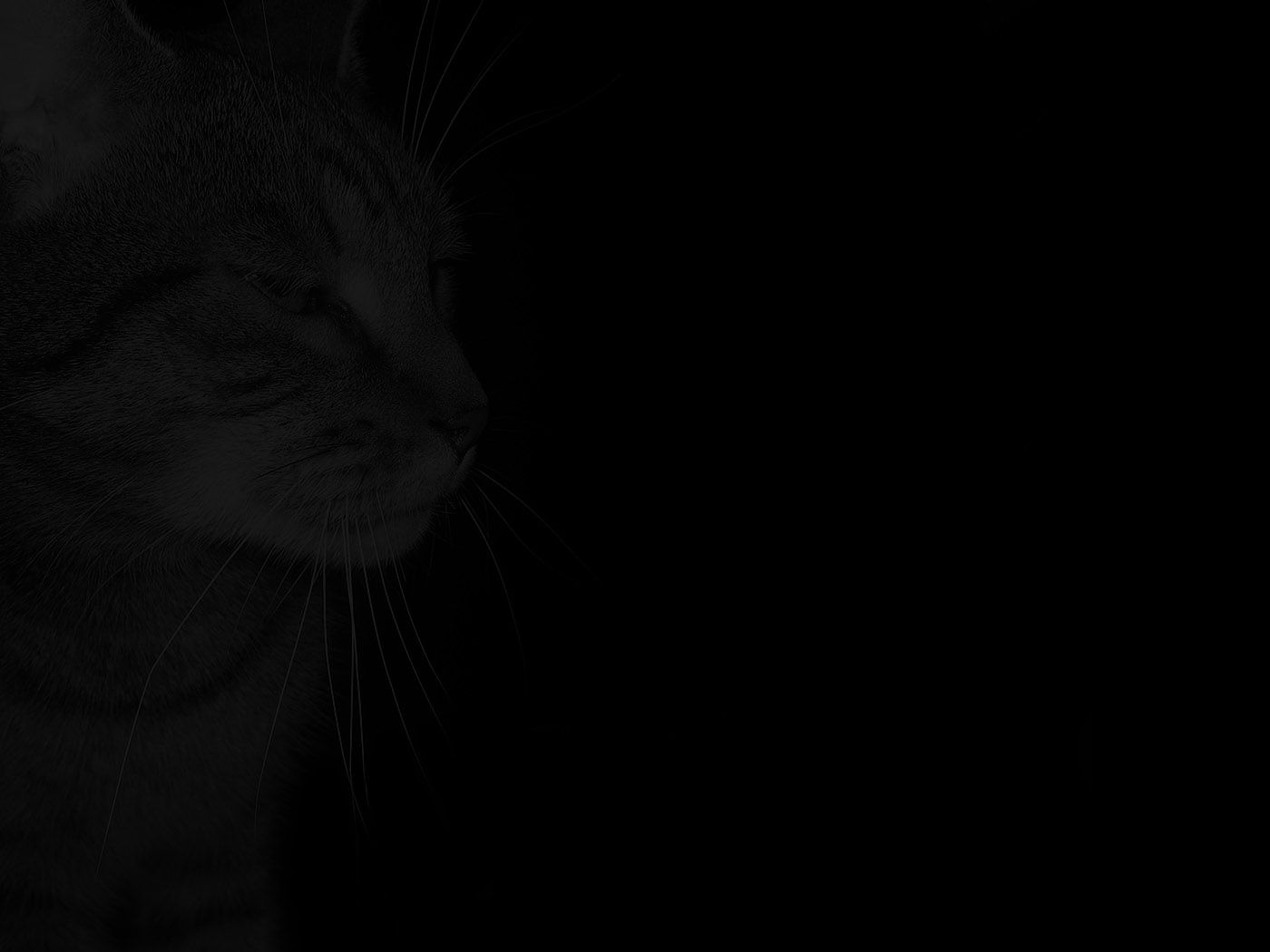 Katze, Schatten, Dunkel, Minimalismus, HD, Hintergrundbild fürs Tablet