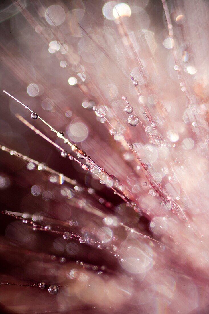 Tautropfen, Pflanze, Makro, Rosa, Bokeh, Hochformat, Hintergrundbild fürs Smartphone