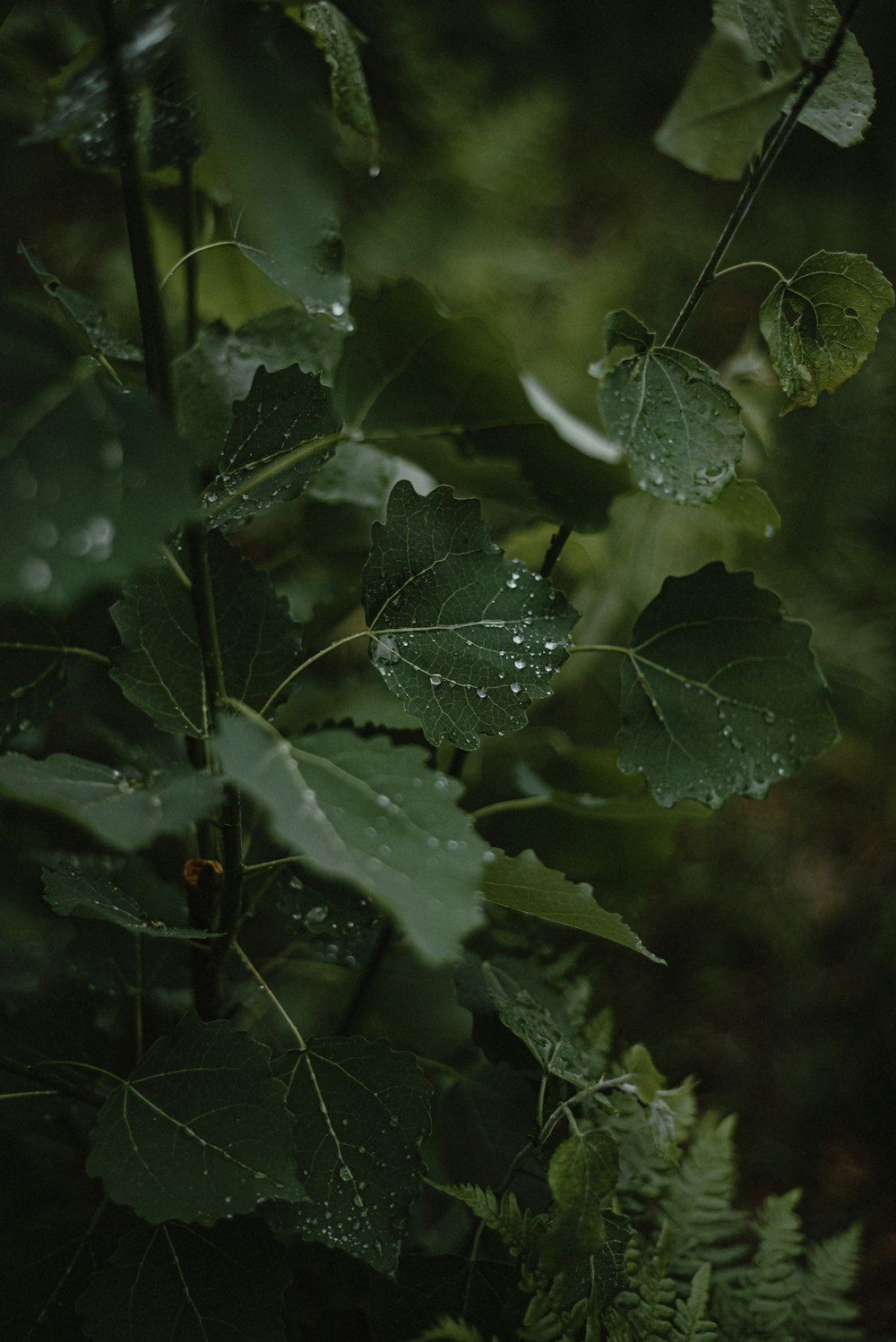 Blätter, Tautropfen, Dunkelgrün, Pflanzen, Natur, HD, iPad-Hintergrundbild