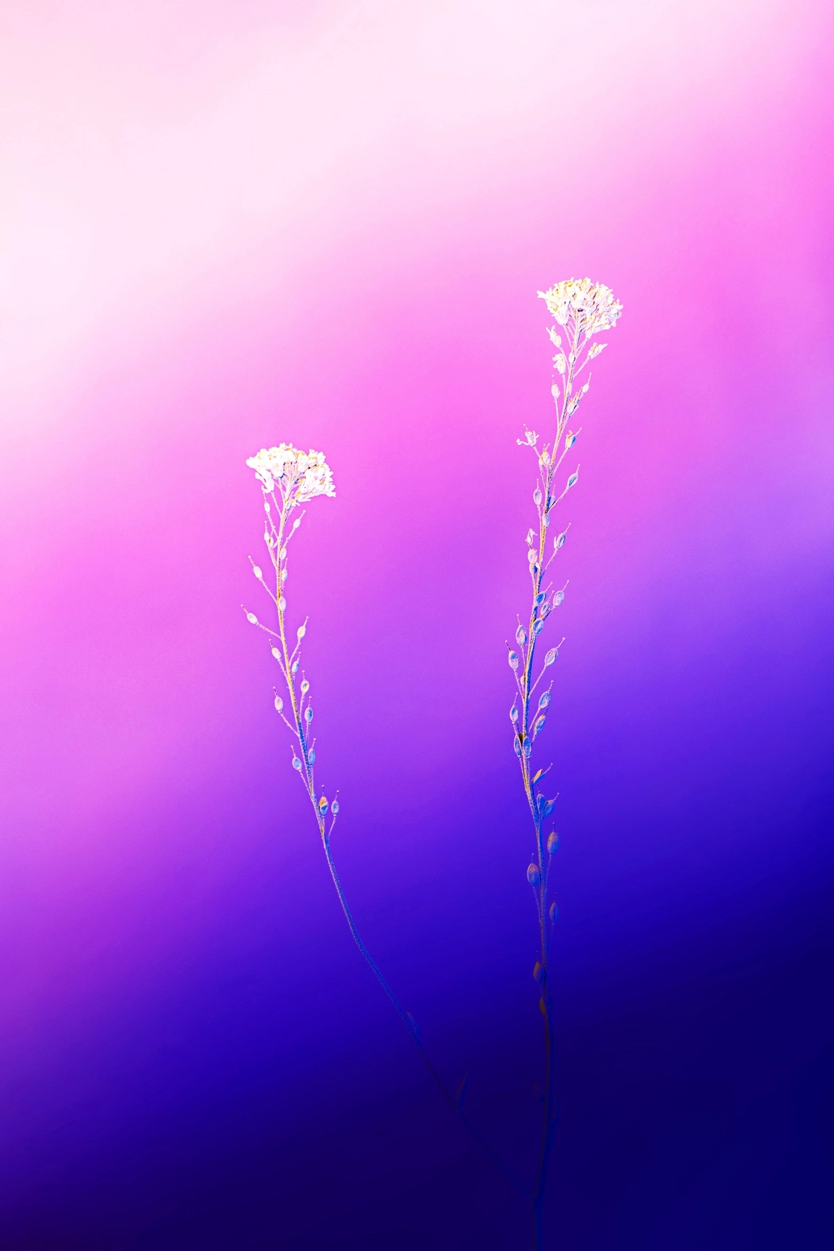 Blumen, Farbverlauf, Lila, Rosa, Minimalistisch, Full HD, Handy-Hintergrund im Hochformat