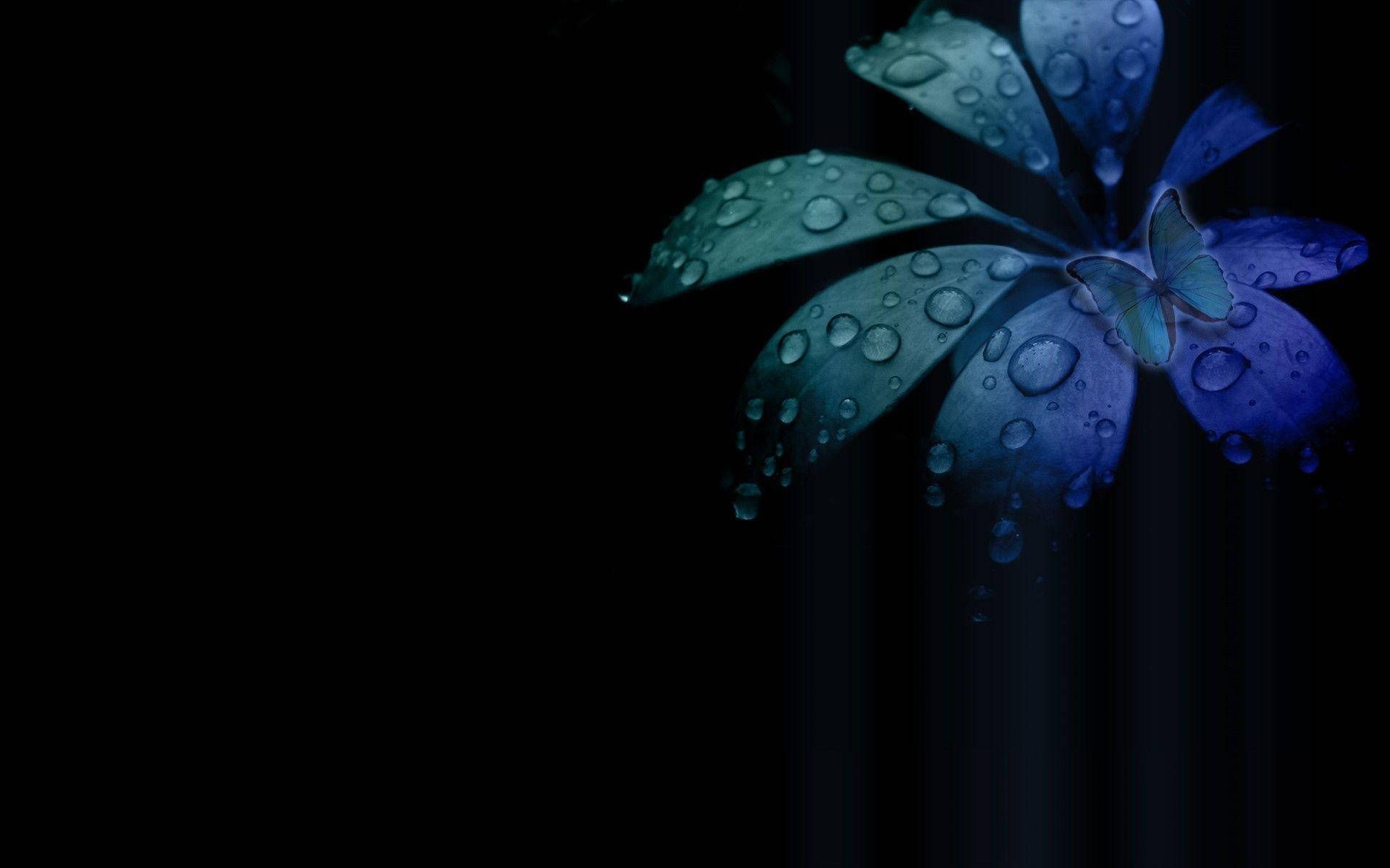 Blaue Blume, Wassertropfen, Schwarzer Hintergrund, Makro, Full HD Wallpaper