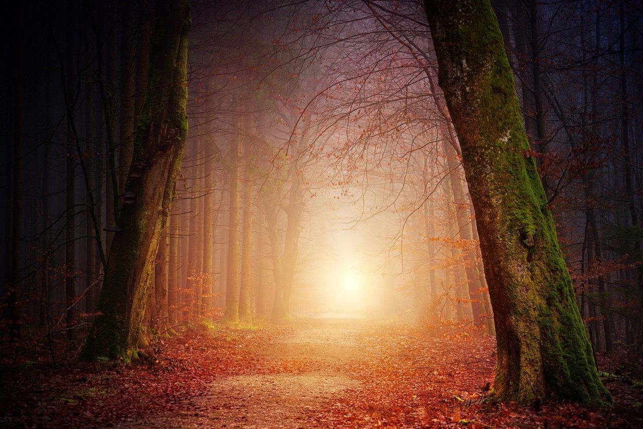 Waldweg, Herbstwald, Nebel, Sonnenlicht, Bäume, HD, Hintergrundbild für den PC