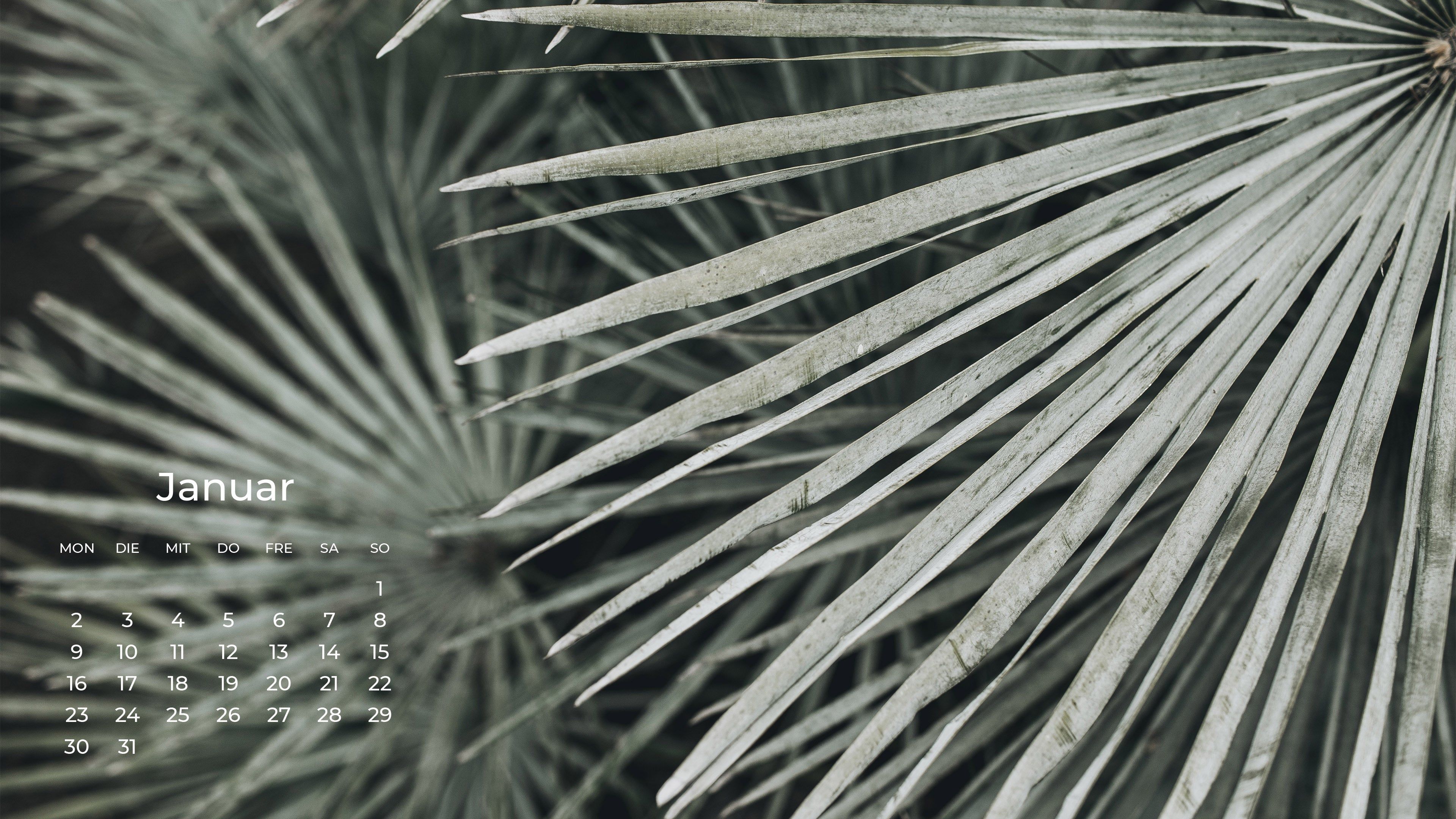 Palmblatt, Kalender, Januar, Schwarz-weiß, Blattstruktur, 4K, Breitbild-Hintergrundbild