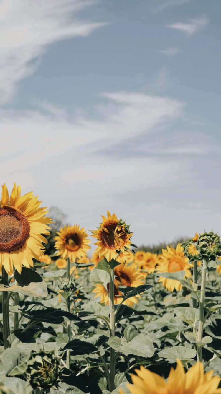 Sonnenblumenfeld, Sonnenblumen, Himmel, Wolken, Sommer, HD, Hintergrundbild fürs Handy