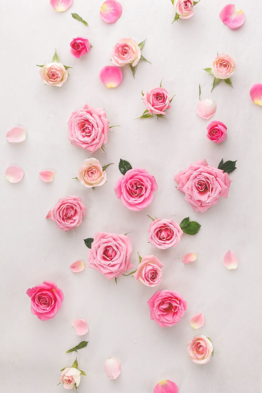 Rosa Rosen, Rosenblätter, Blumen, Weißer Hintergrund, Flatlay, Sperrbildschirm fürs iPhone