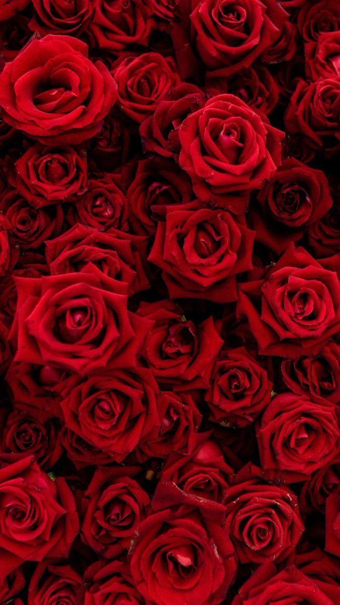 Rote Rosen, Rosenmeer, Blumen, Dunkelrot, Hochformat, Hintergrundbild fürs Smartphone