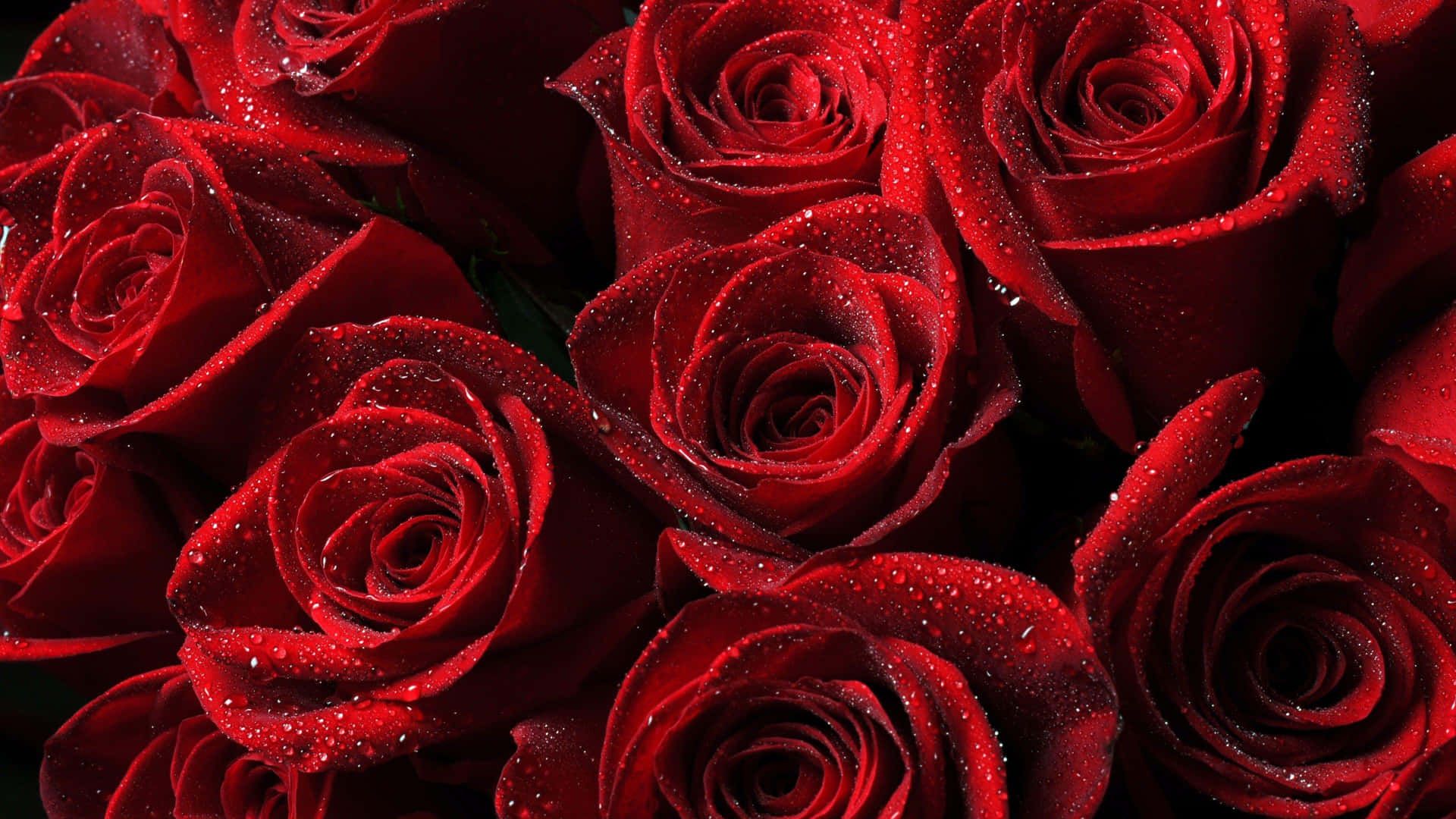 Rote Rosen, Tautropfen, Blumen, Nahaufnahme, Full HD, Desktop-Hintergrund für Windows