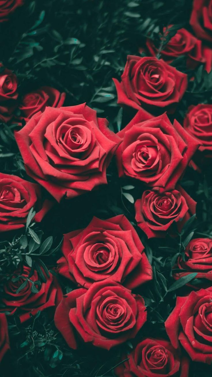 Rote Rosen, Blätter, Blumen, Dunkelgrün, HD, Hintergrundbild fürs Handy