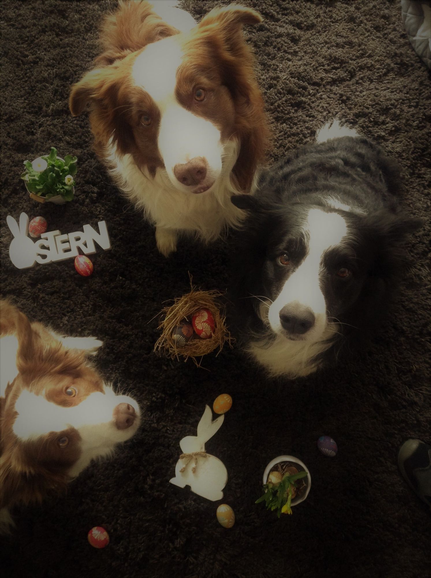 Hunde, Ostern, Ostereier, Draufsicht, Border Collie, Hintergrundbild für iPad und Tablet
