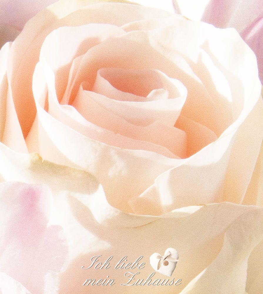 Rose, Pfirsichfarben, Nahaufnahme, Grußtext, Pastell, Hintergrundbild für iPad und Tablet