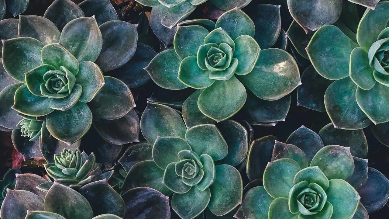Echeverie, Rosetten, Draufsicht, Dunkelgrün, Nahaufnahme, HD, PC-Hintergrundbild
