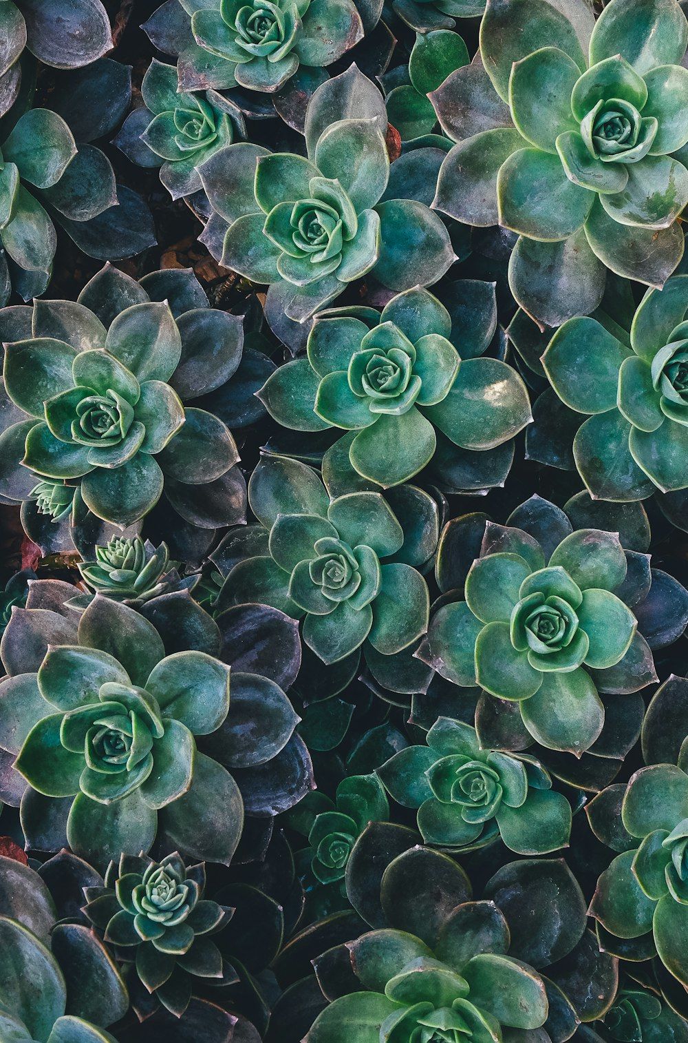 Echeverien, Dunkelgrün, Muster, Draufsicht, Hochformat, Hintergrundbild fürs Smartphone