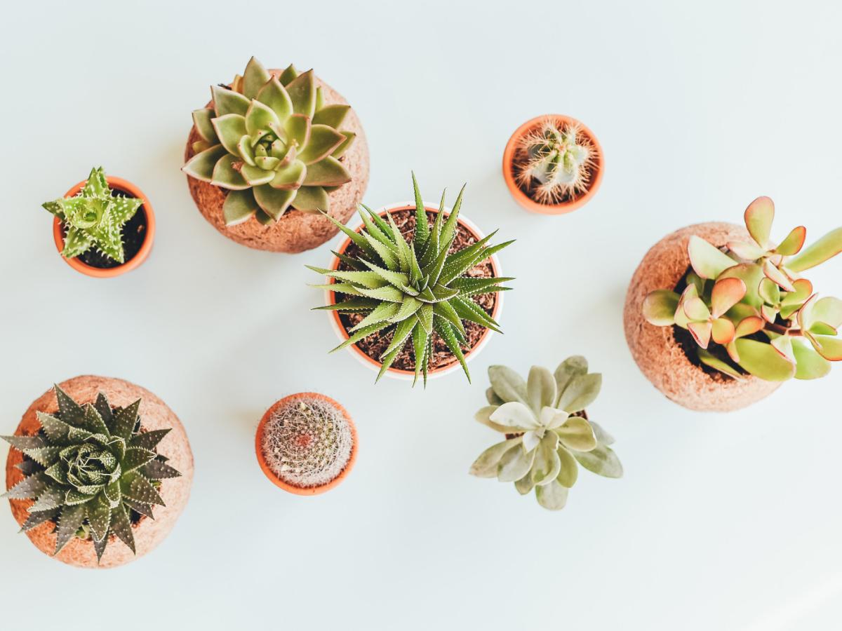 Topfpflanzen, Terrakotta, Draufsicht, Weißer Hintergrund, Wallpaper