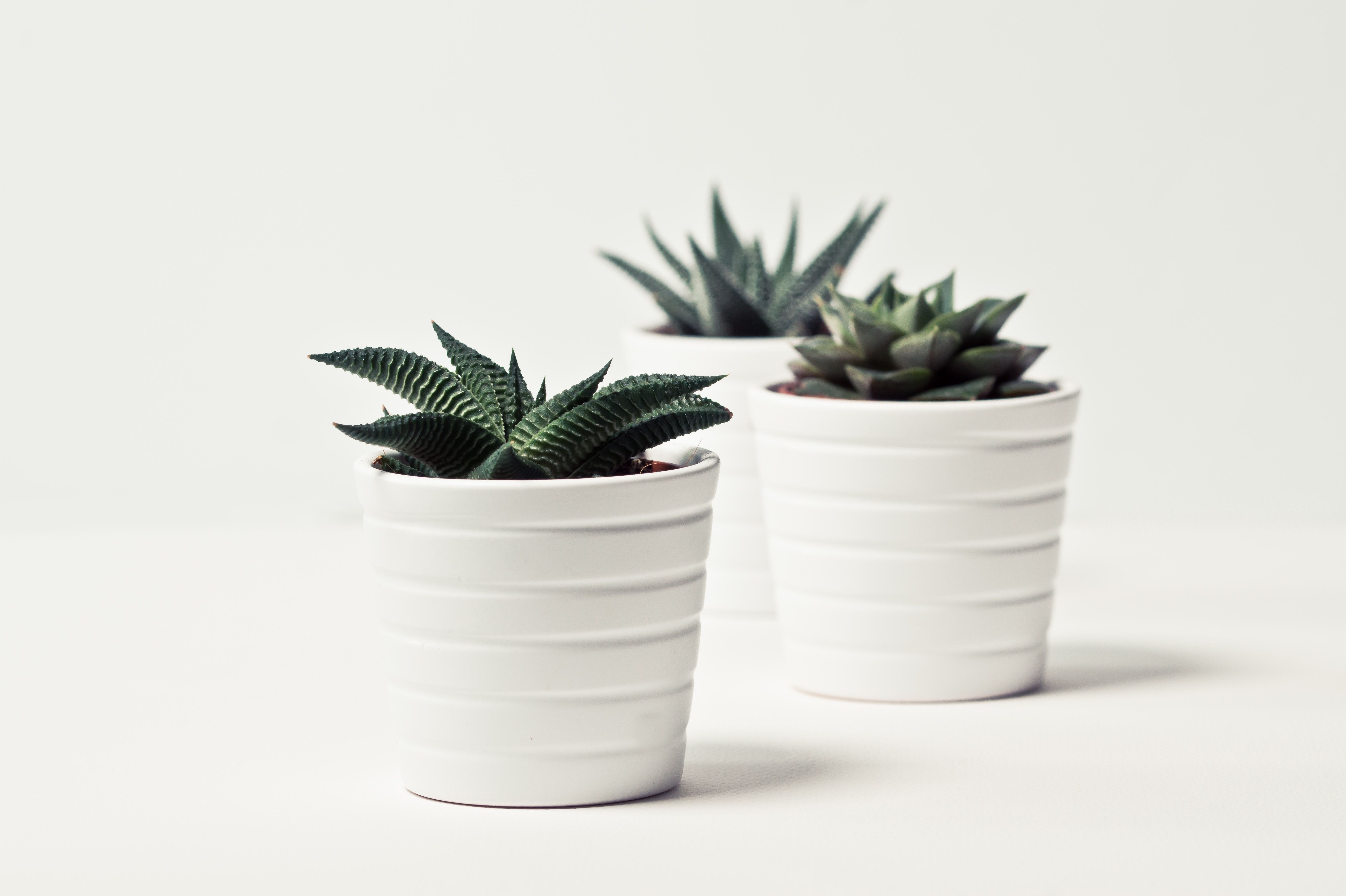 Haworthia, Weiße Töpfe, Minimalistisch, Weißer Hintergrund, 5K Wallpaper