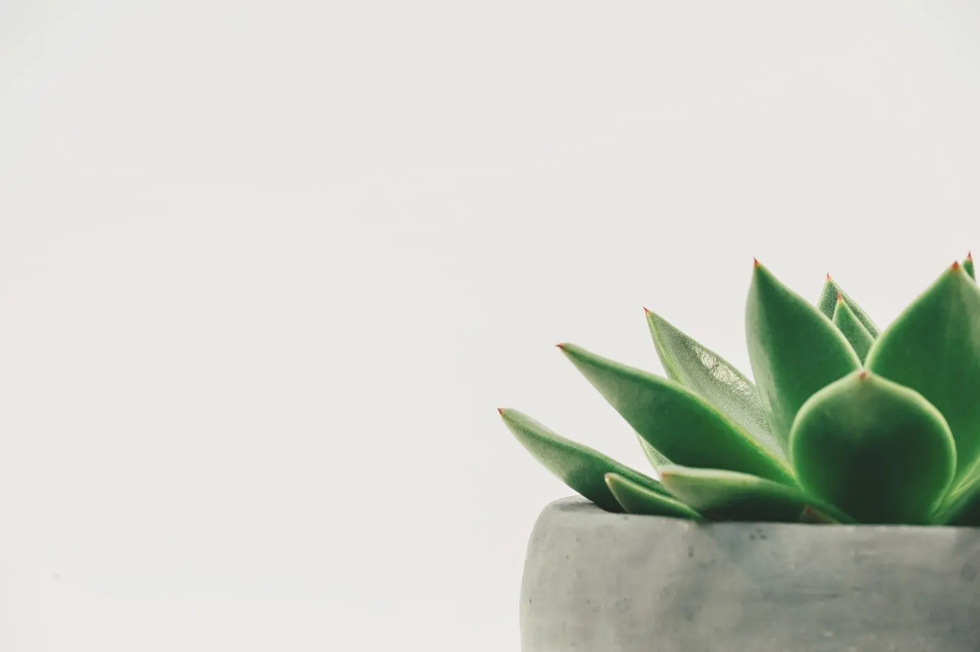 Echeverie, Betontopf, Minimalistisch, Heller Hintergrund, HD Wallpaper