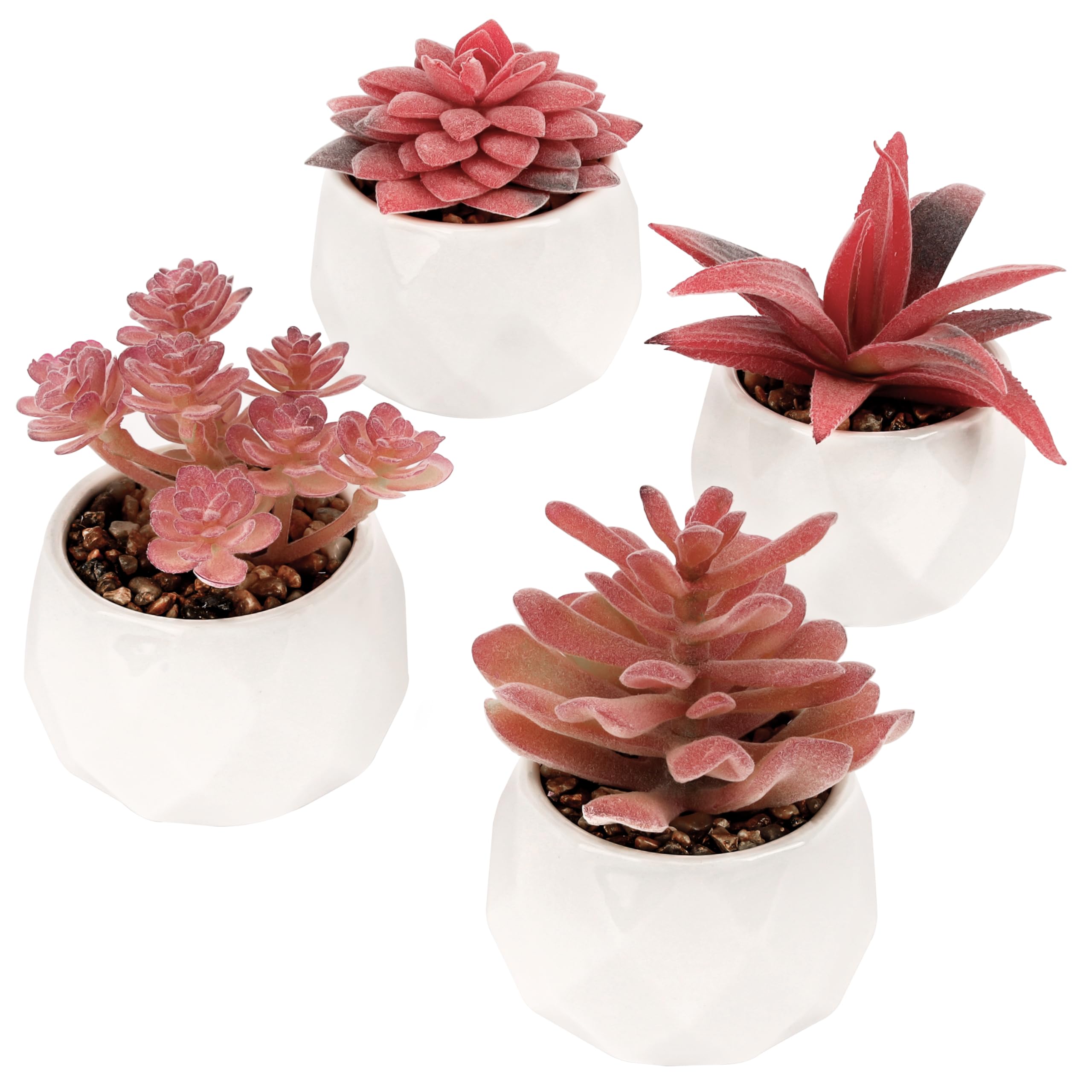 Rote Sukkulenten, Weiße Töpfe, Weißer Hintergrund, Crassula, 2K Wallpaper