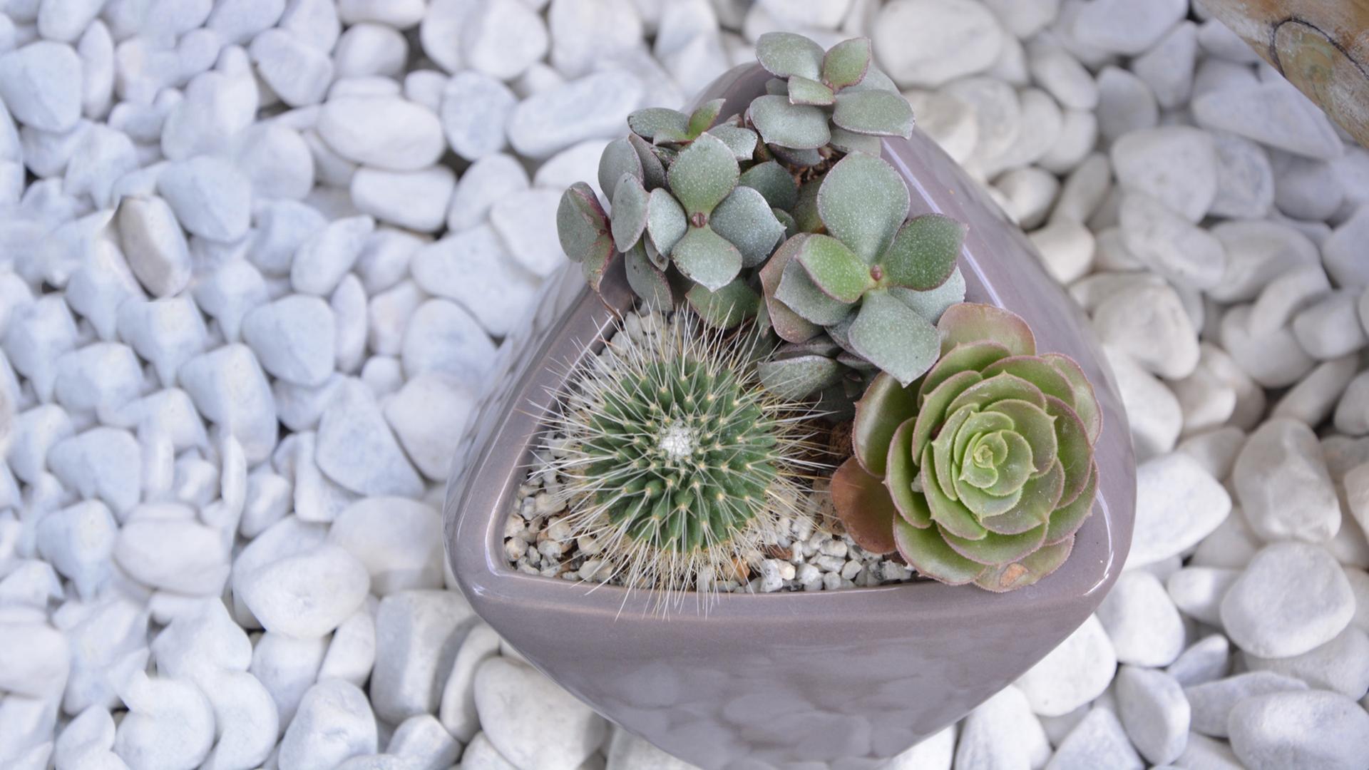 Kaktus, Pflanzschale, Weiße Kieselsteine, Arrangement, 16:9, Full-HD-Hintergrundbild für den Desktop