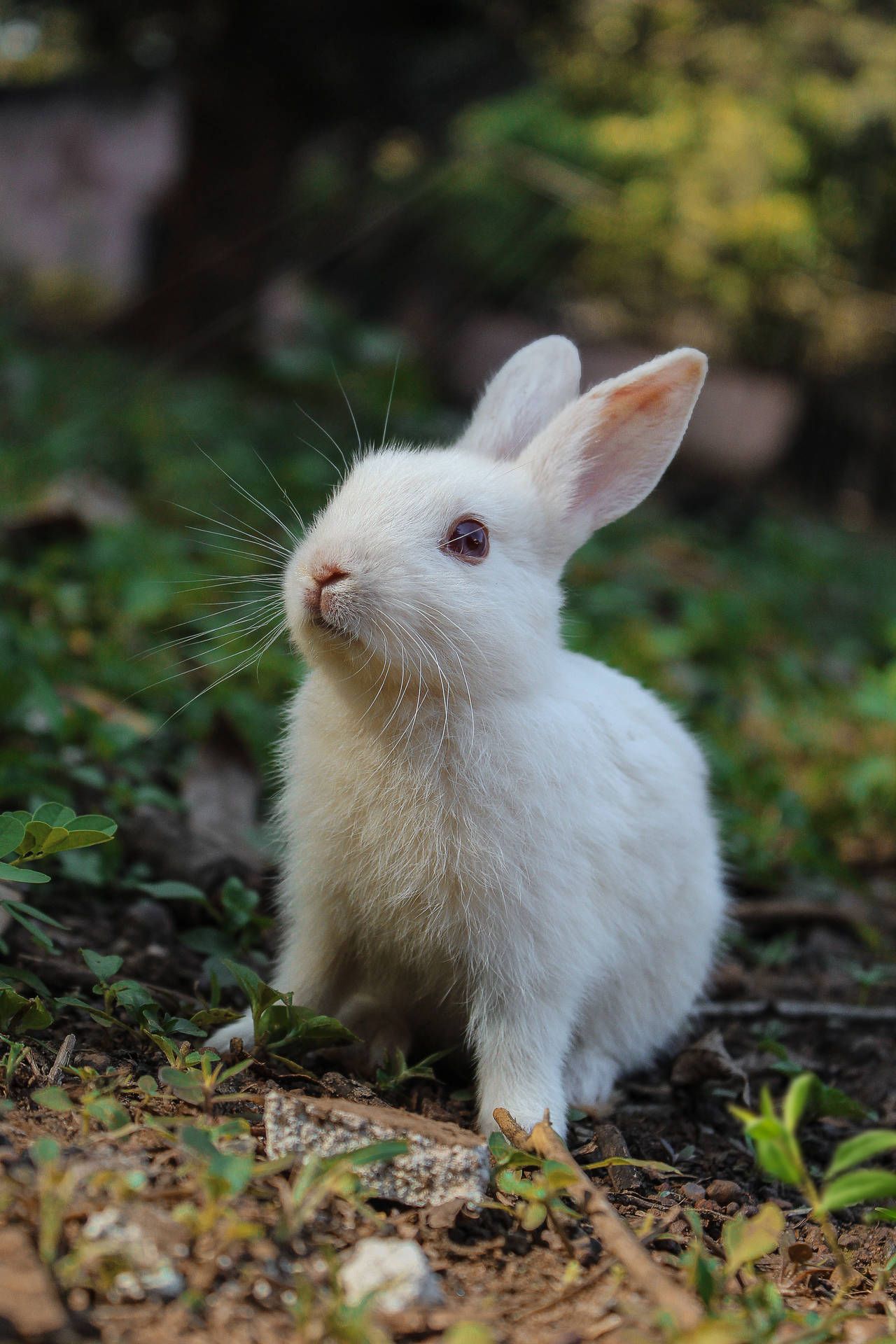 Weißes Kaninchen, Garten, Wiese, Natur, Hochformat, Full HD, Hintergrundbild fürs Handy