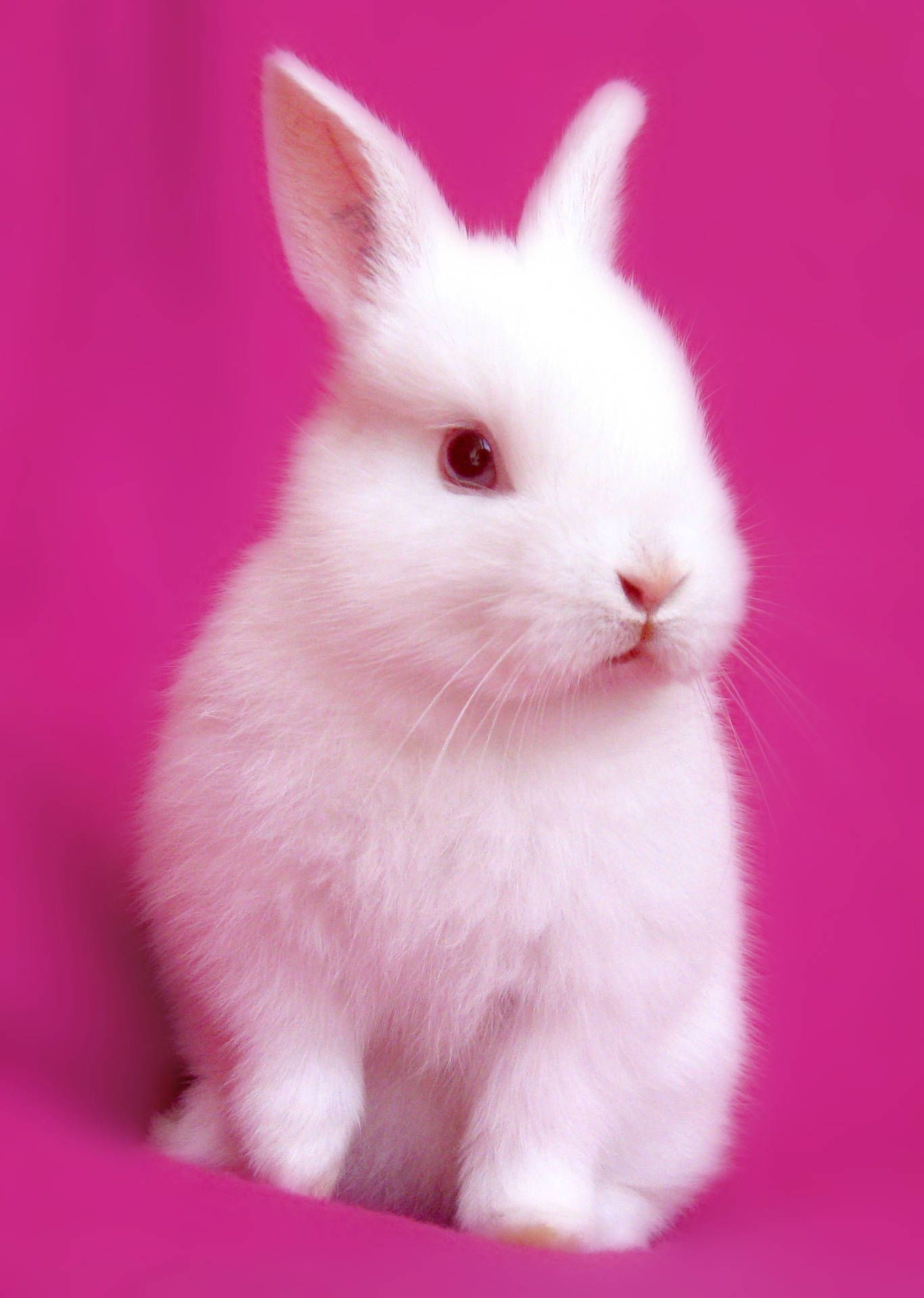 Weißes Kaninchen, Magenta Hintergrund, Studioaufnahme, Flauschig, Full HD Wallpaper