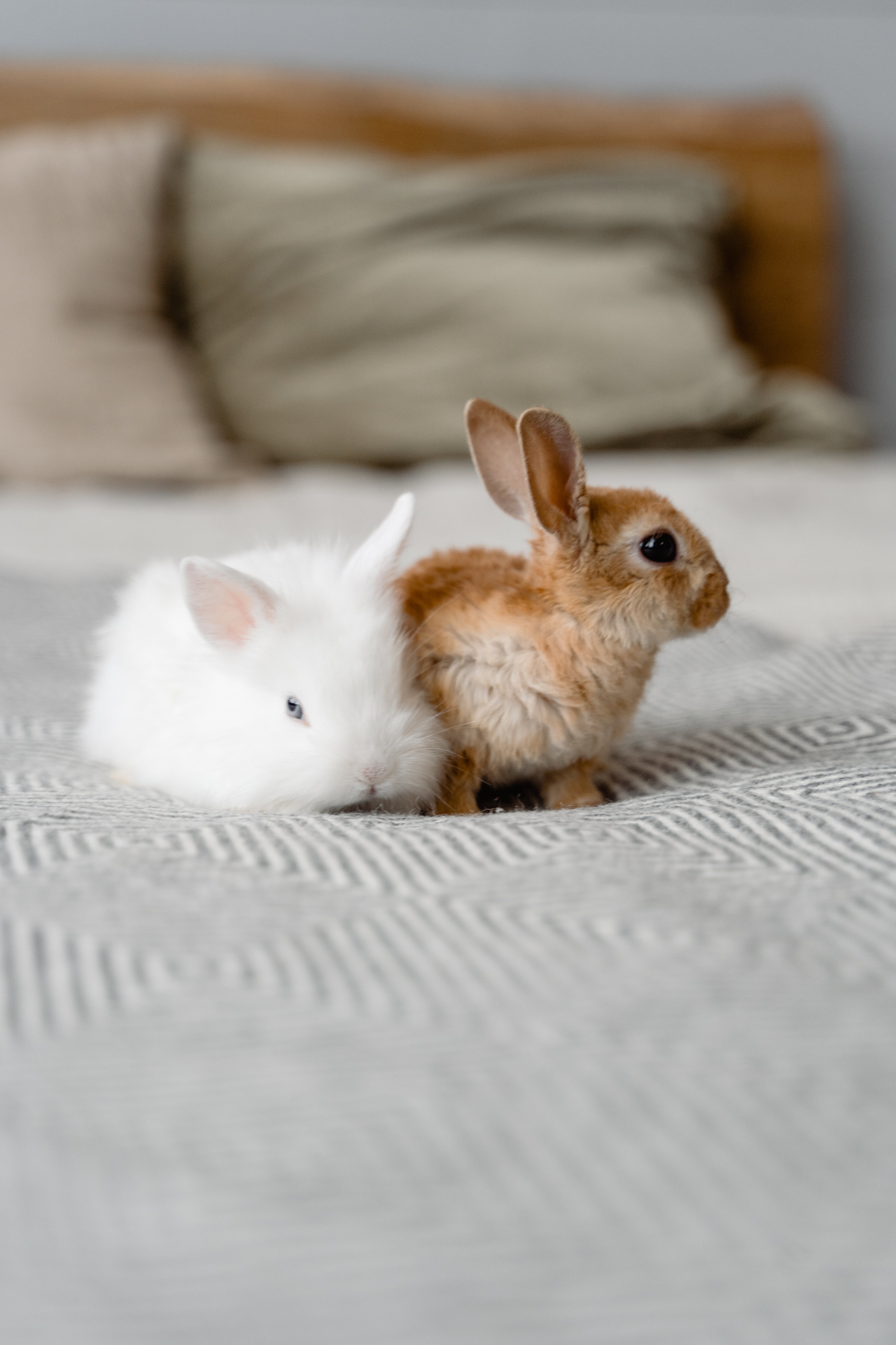 Zwei Kaninchen, Bett, Weiß und Braun, Gemütlich, QHD+, Handy-Hintergrund im Hochformat