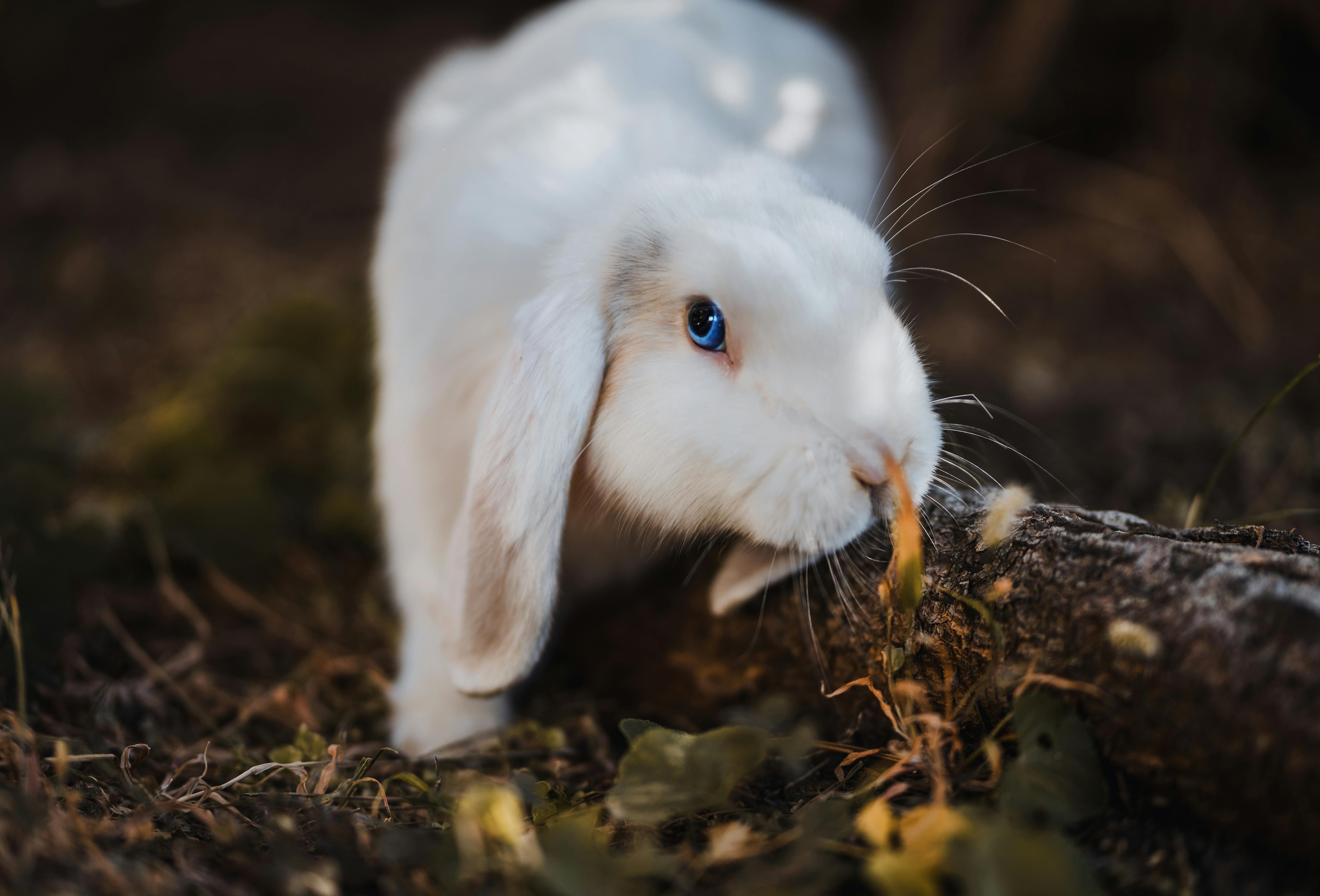 Widderkaninchen, Weißes Kaninchen, Blaue Augen, Fressen, Natur, 5K, PC-Hintergrundbild