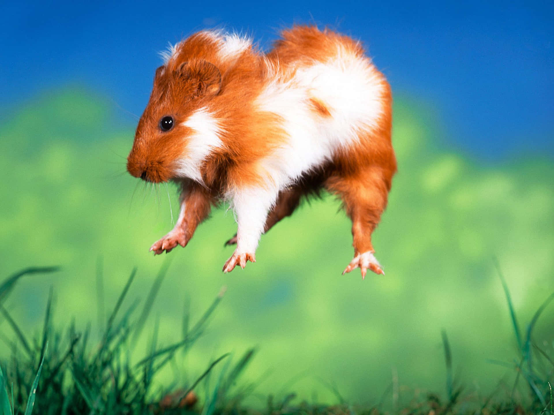 Meerschweinchen, Sprung, Wiese, Rot-weiß, Blauer Himmel, Full HD, Tablet-Hintergrund