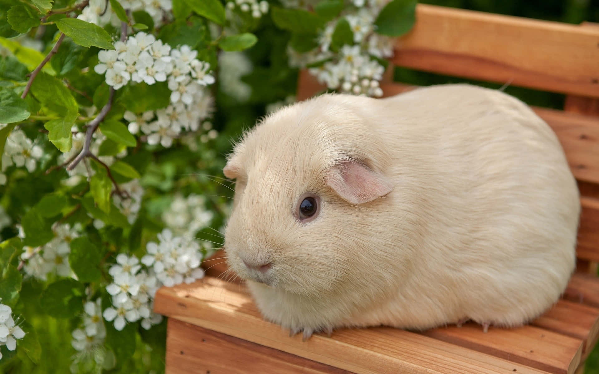 Meerschweinchen, Cremefarben, Holzbank, Weiße Blüten, 16:10, Full-HD-Hintergrundbild für den Desktop